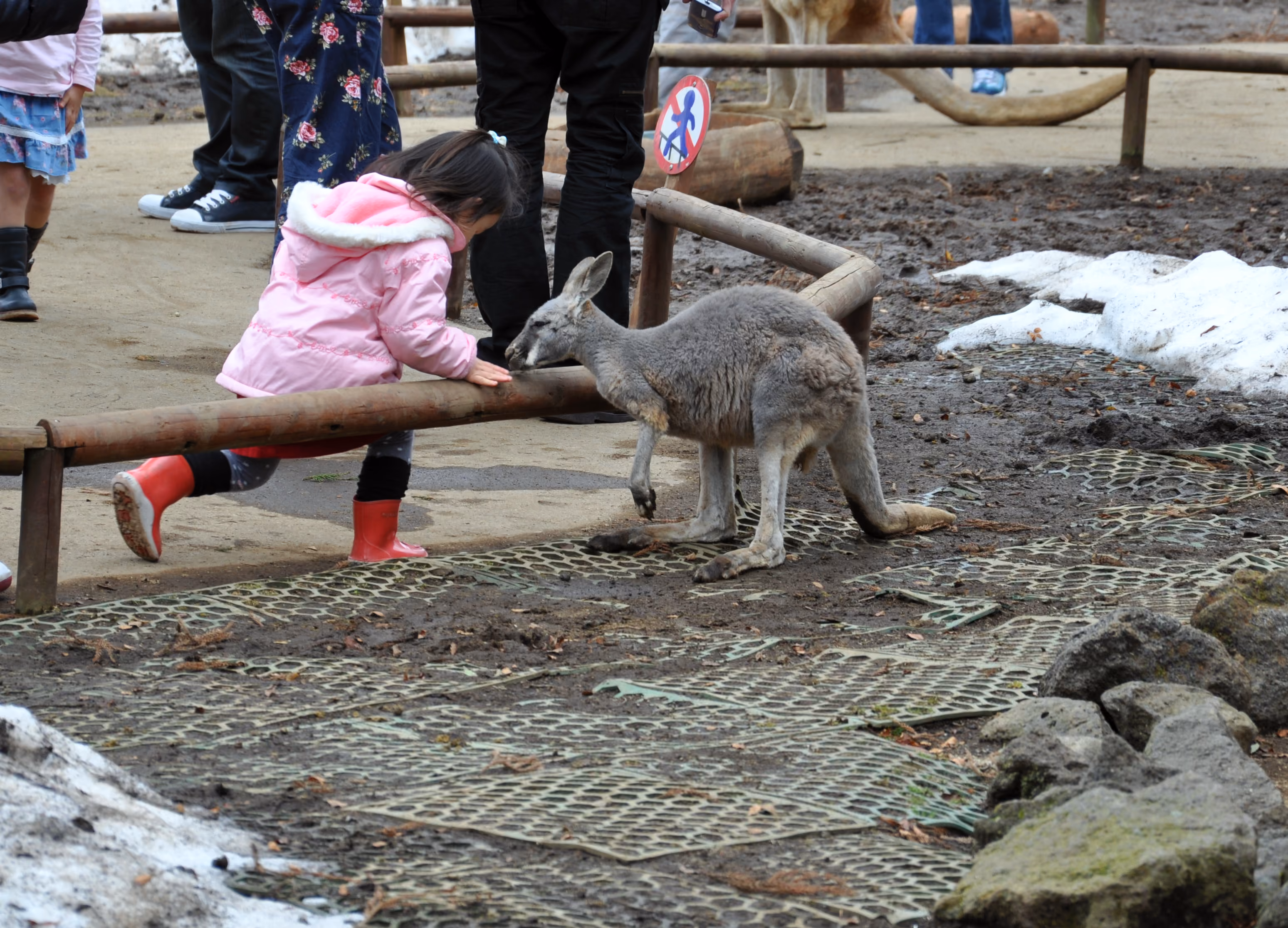 Two young girls feeding a kangaroo by hand, with adults watching nearby