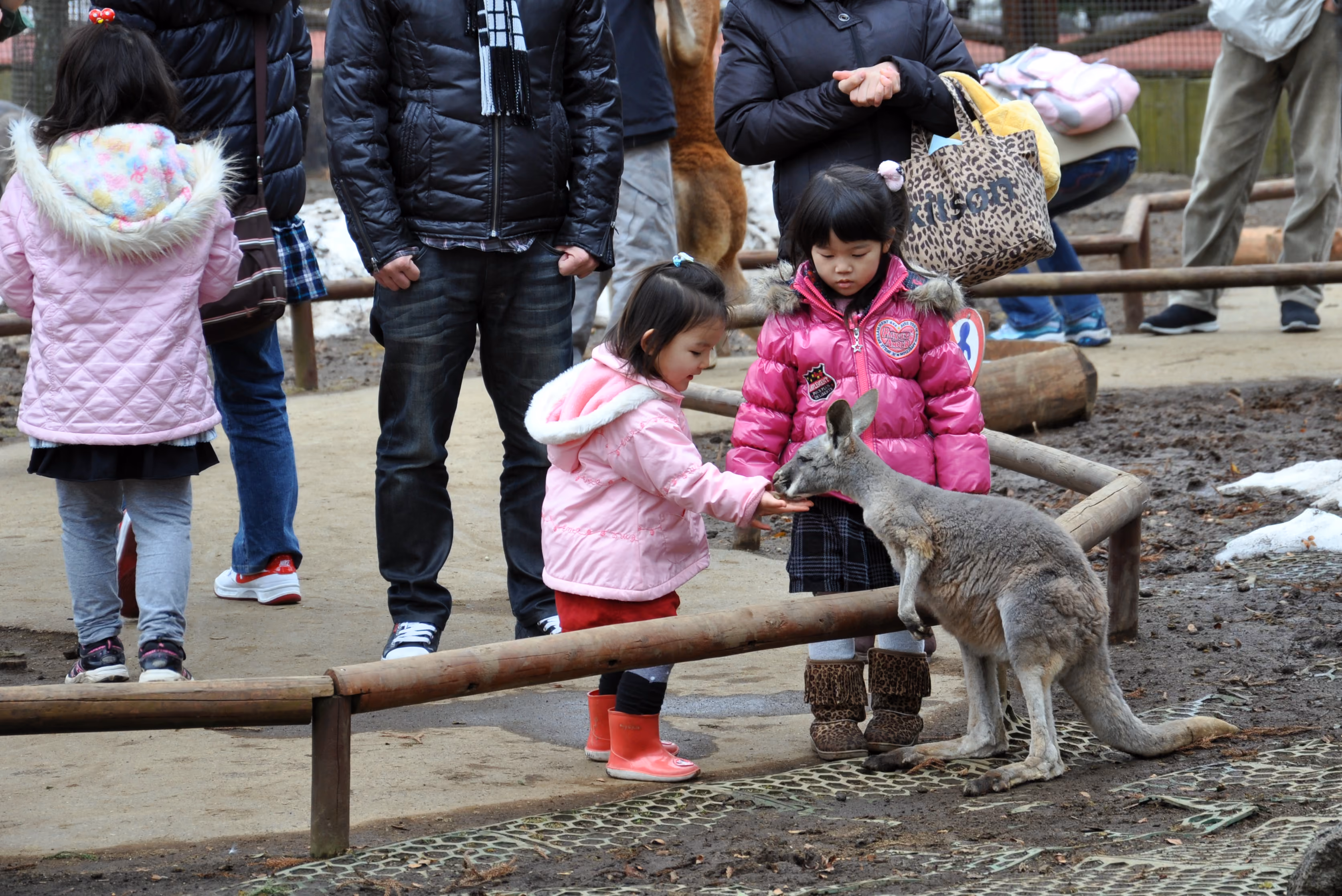 Two children feeding a kangaroo in a walk-through enclosure