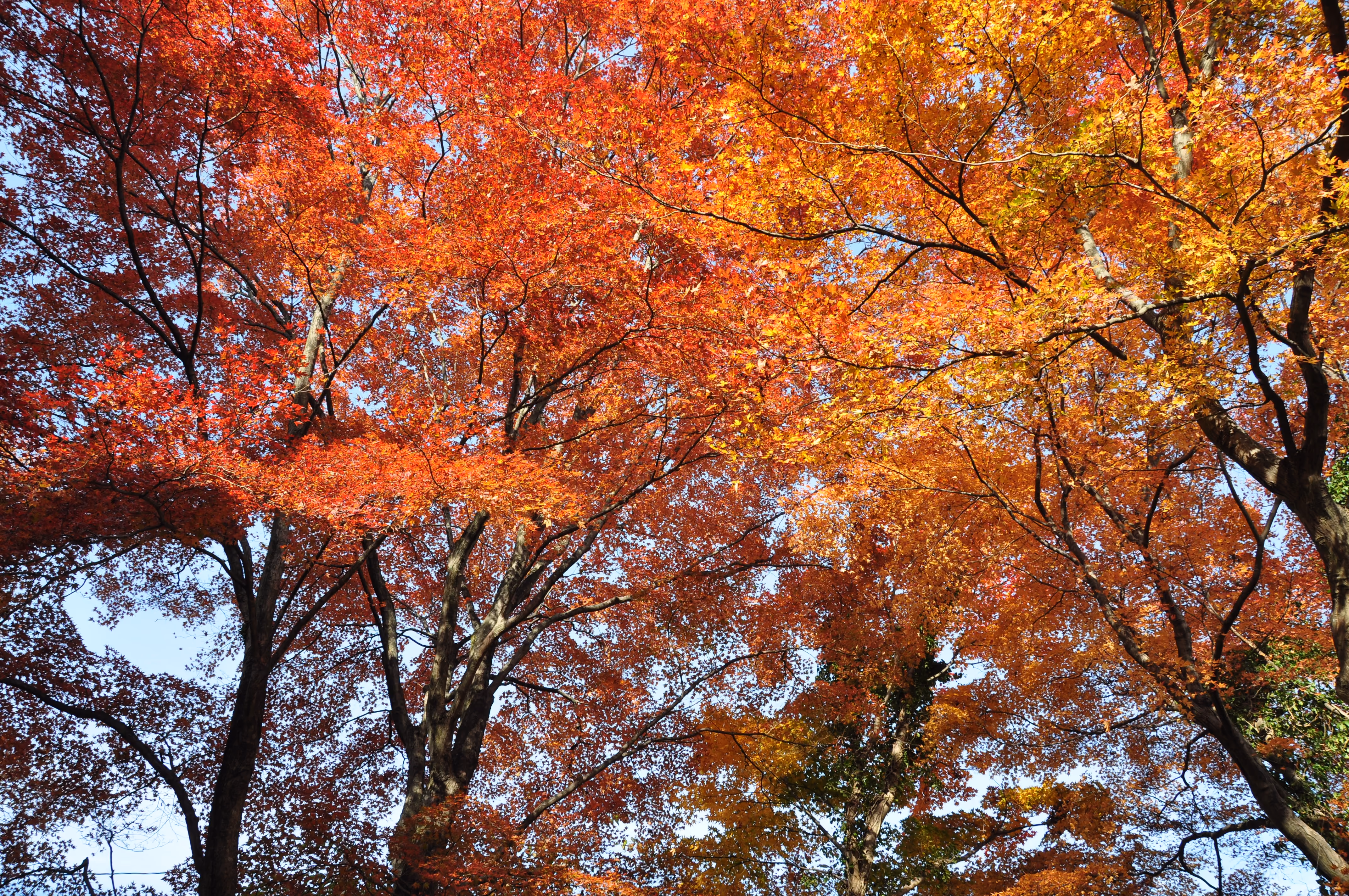 Looking up into a canopy of red and orange maple leaves against a blue sky