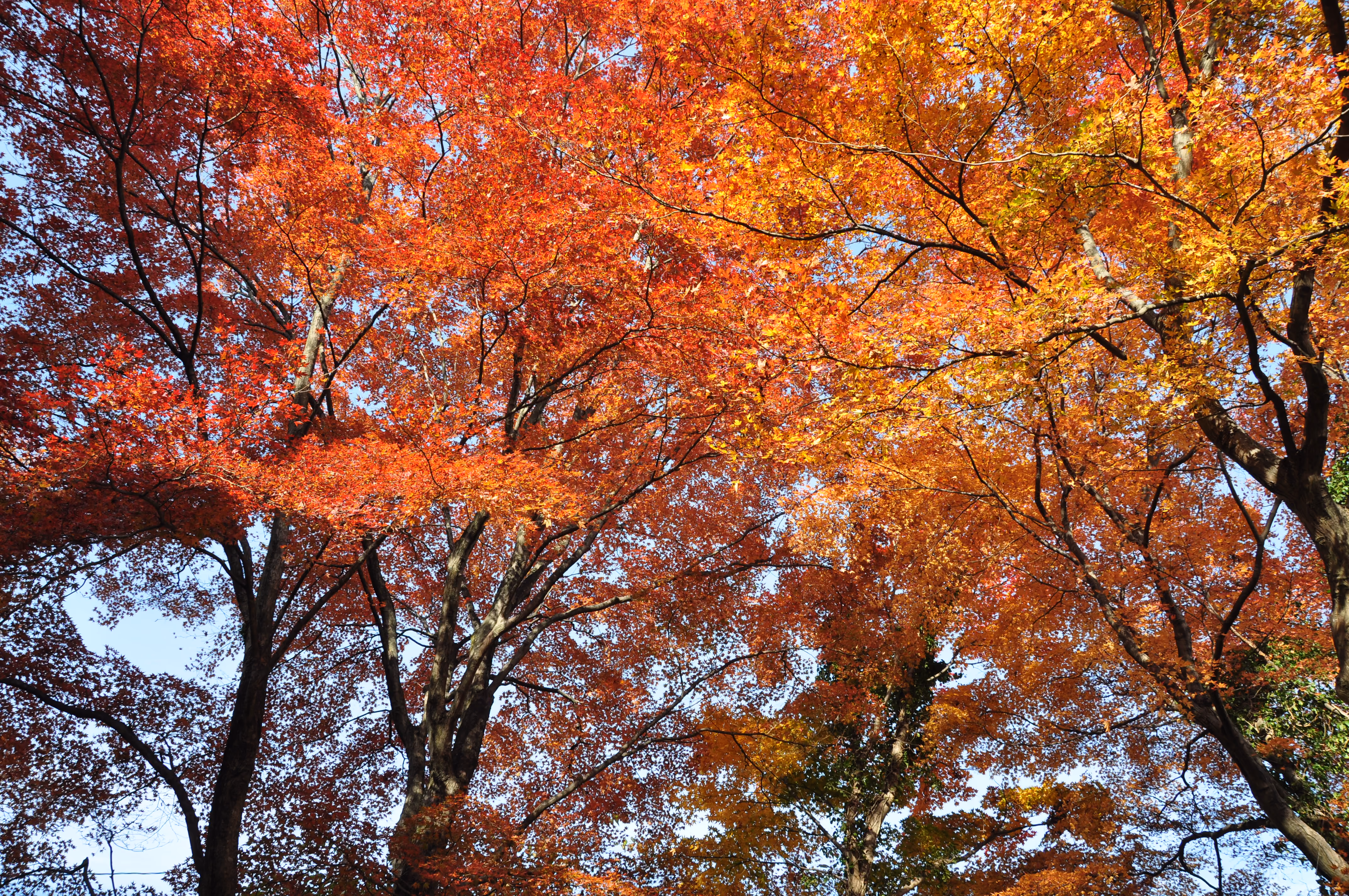 Looking up into a canopy of red and orange maple leaves against a blue sky