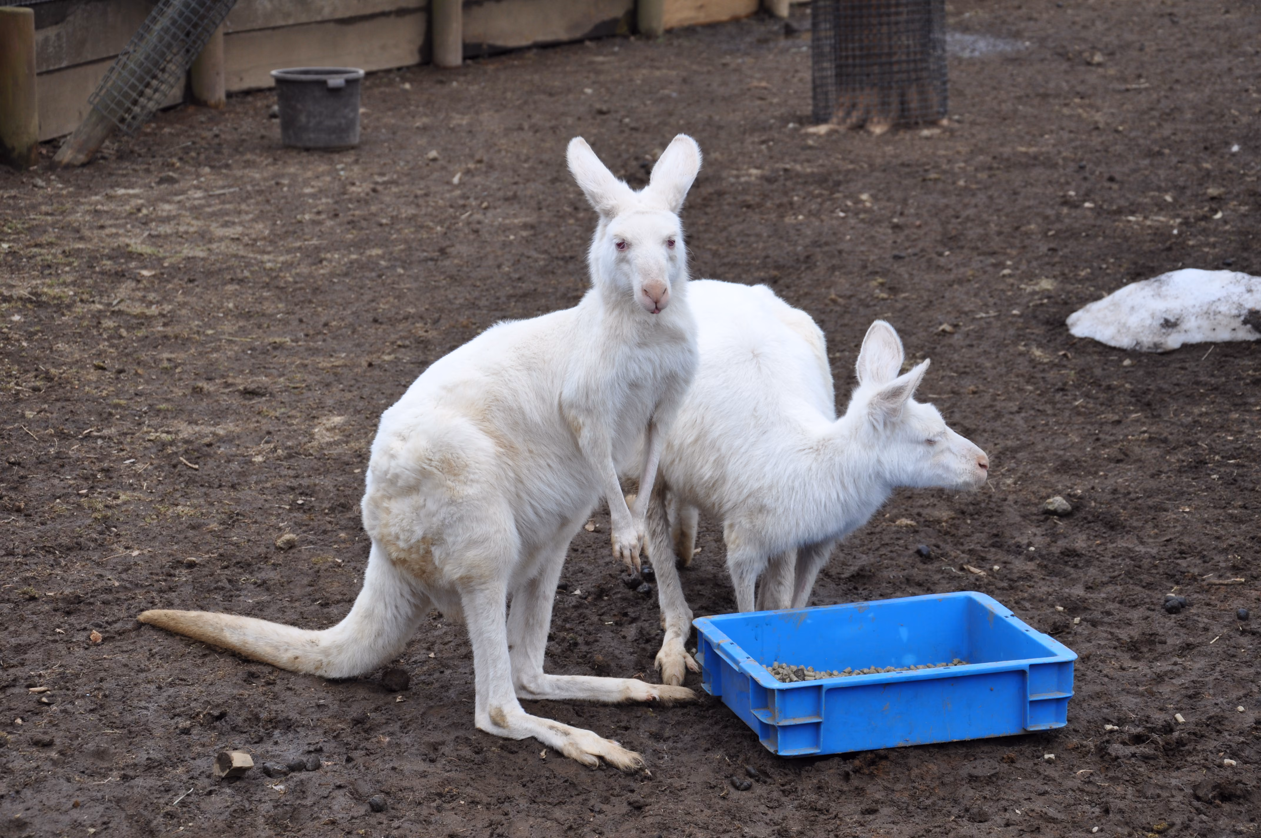 Two white kangaroos standing next to a blue feed tray