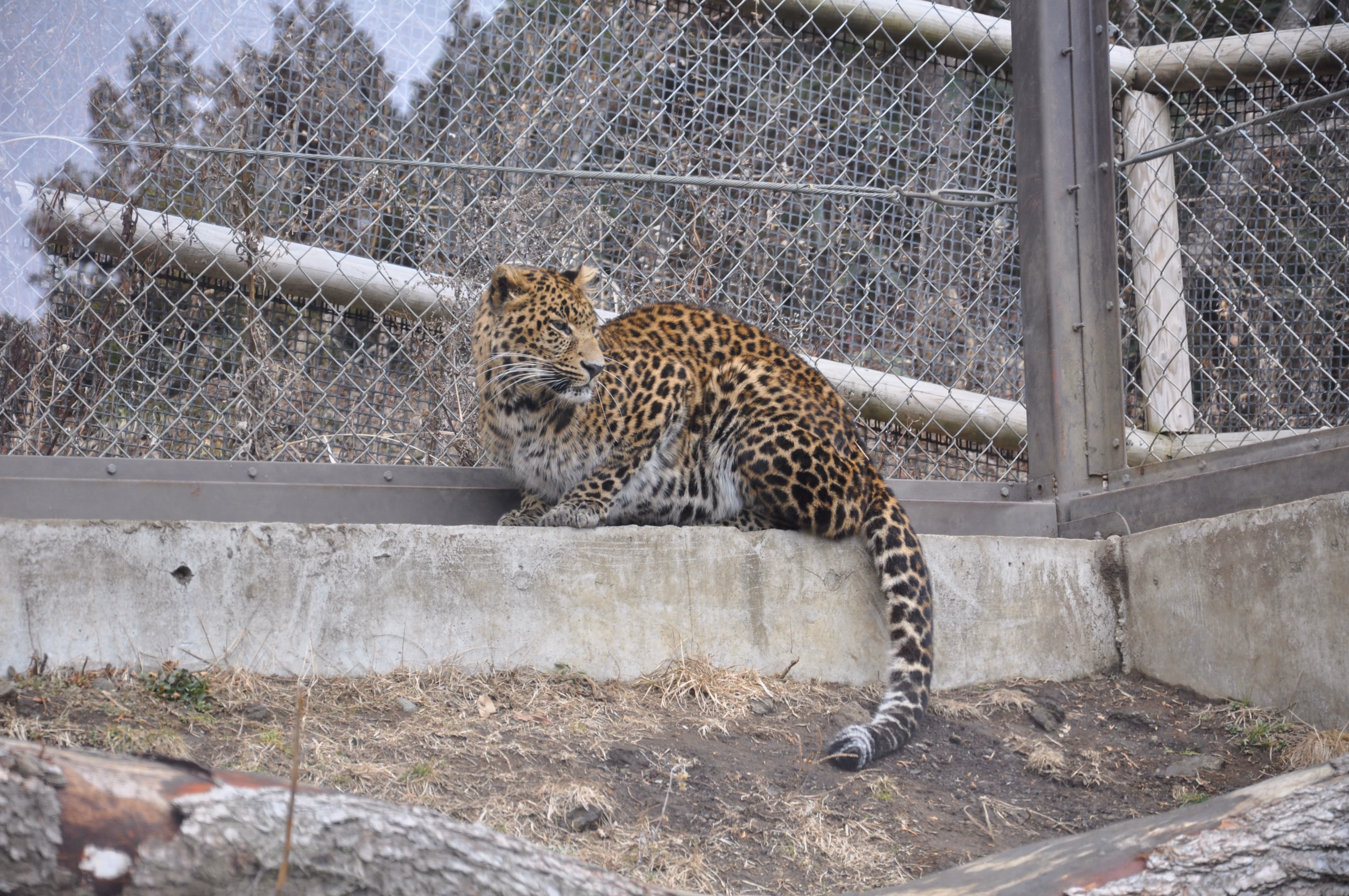 A leopard sitting on a concrete ledge behind a chain-link fence