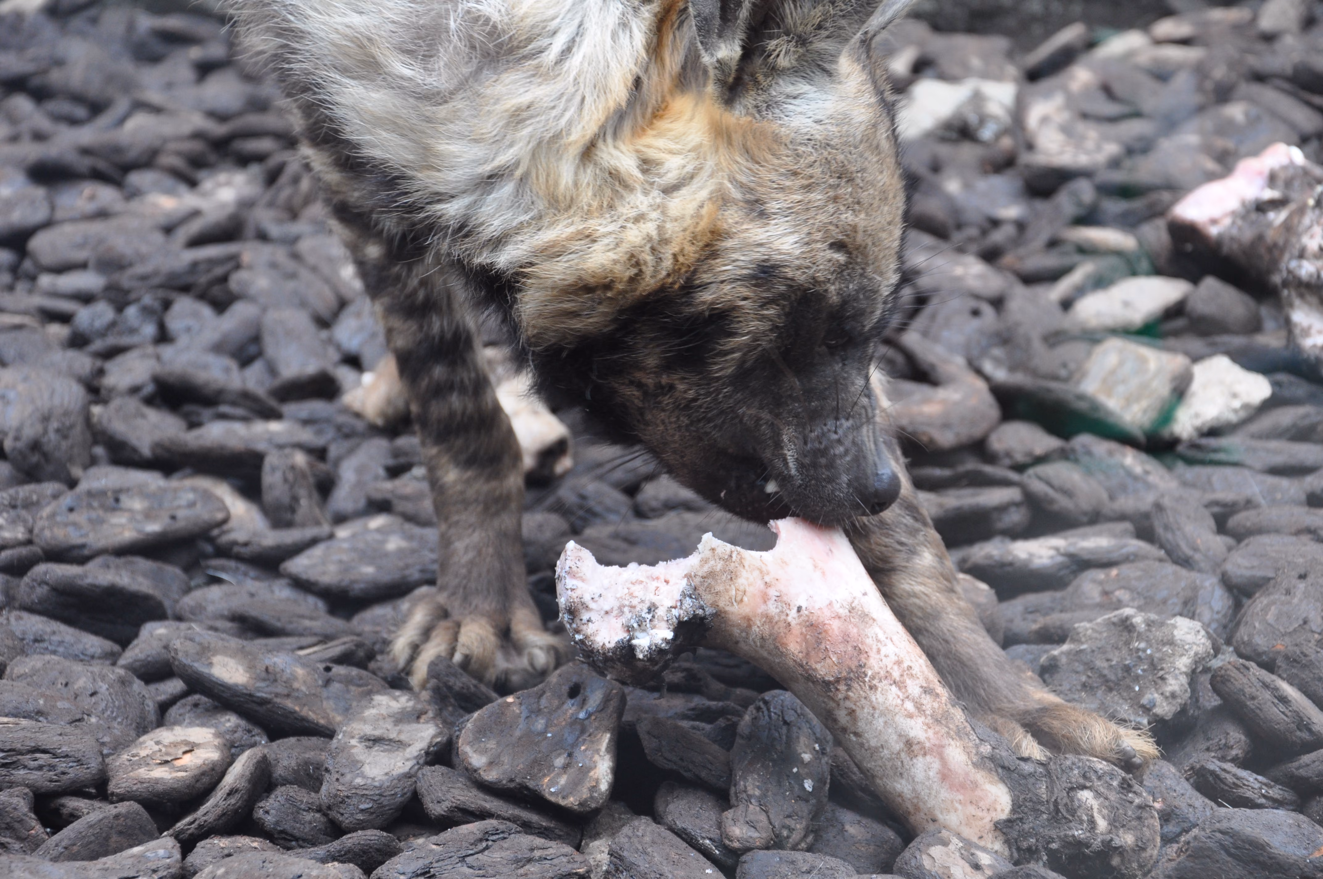 A striped hyena gnawing on a large bone