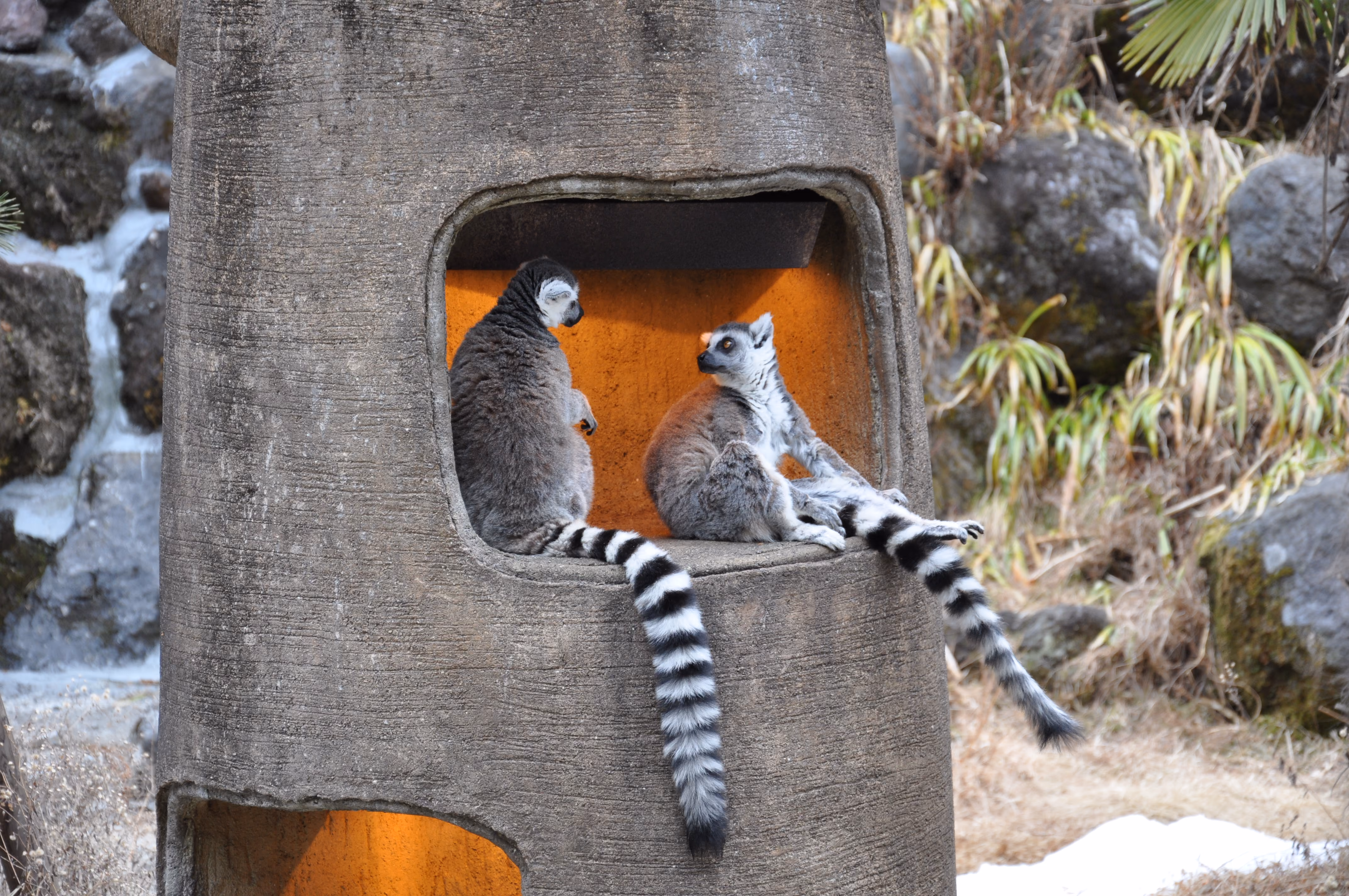 Two ring-tailed lemurs sitting in a concrete enclosure with their striped tails hanging over the edge