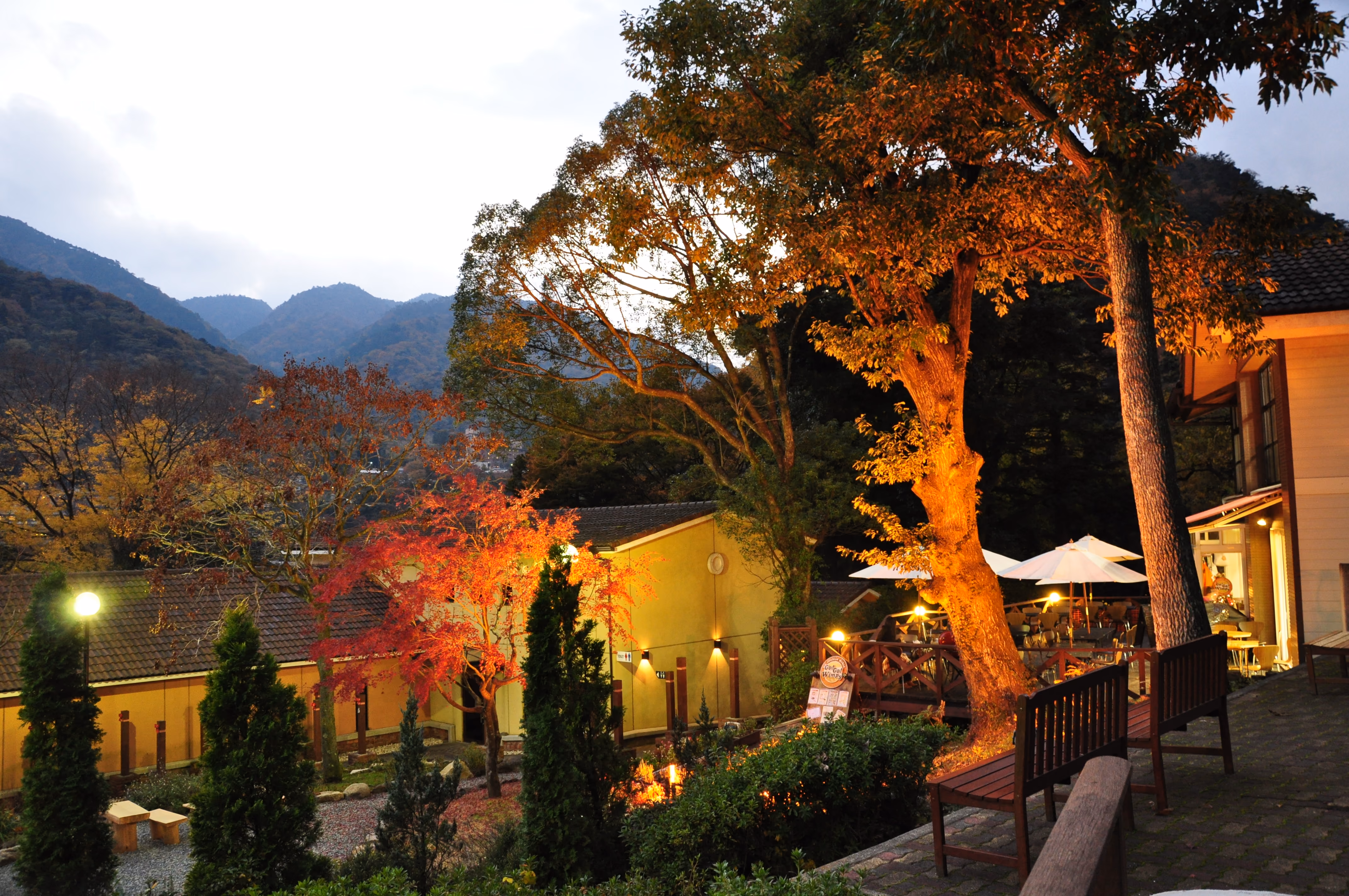 An illuminated maple tree and restaurant terrace at dusk in a Hakone onsen town