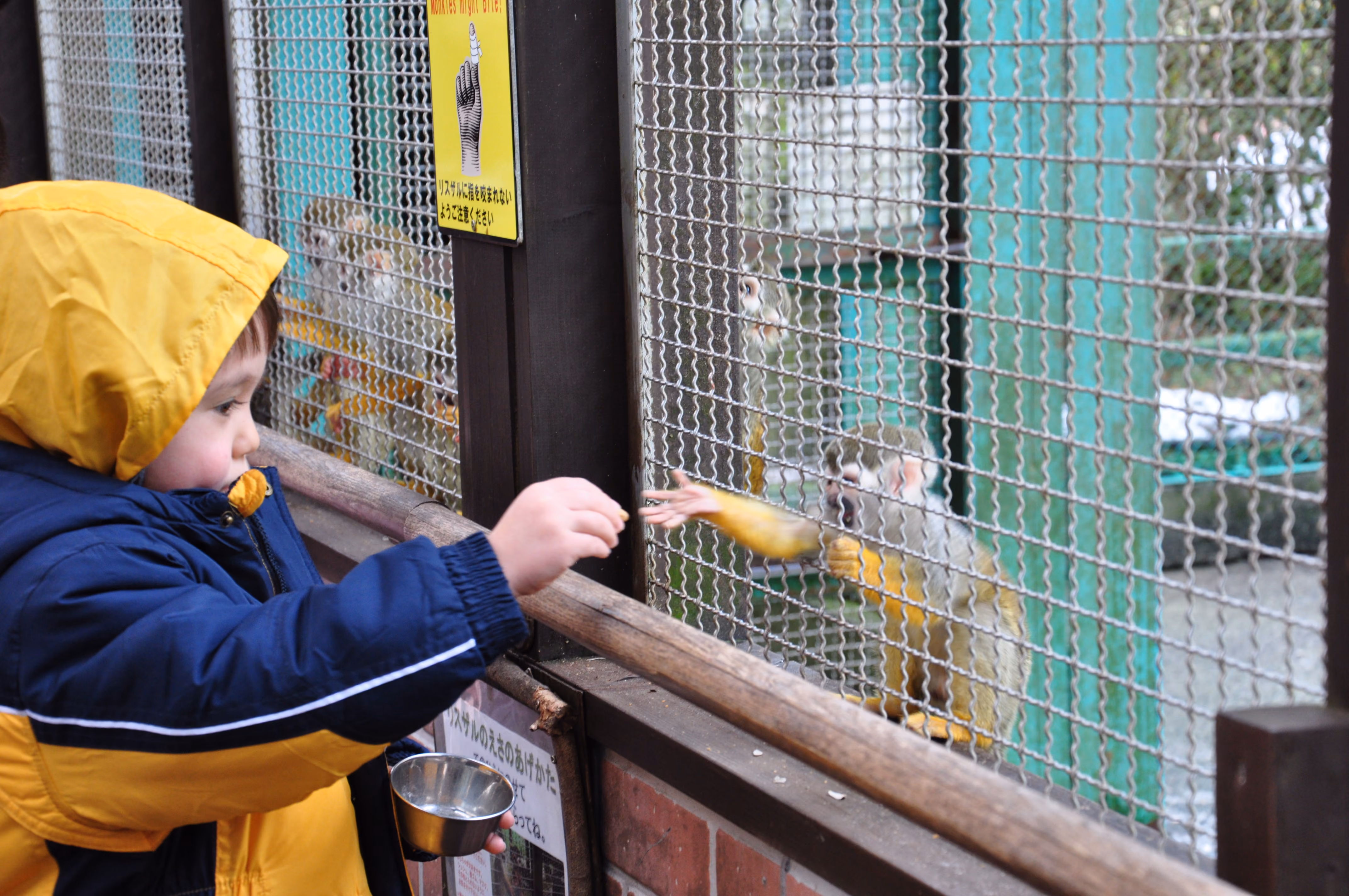 A child feeding a squirrel monkey through wire mesh at an enclosure