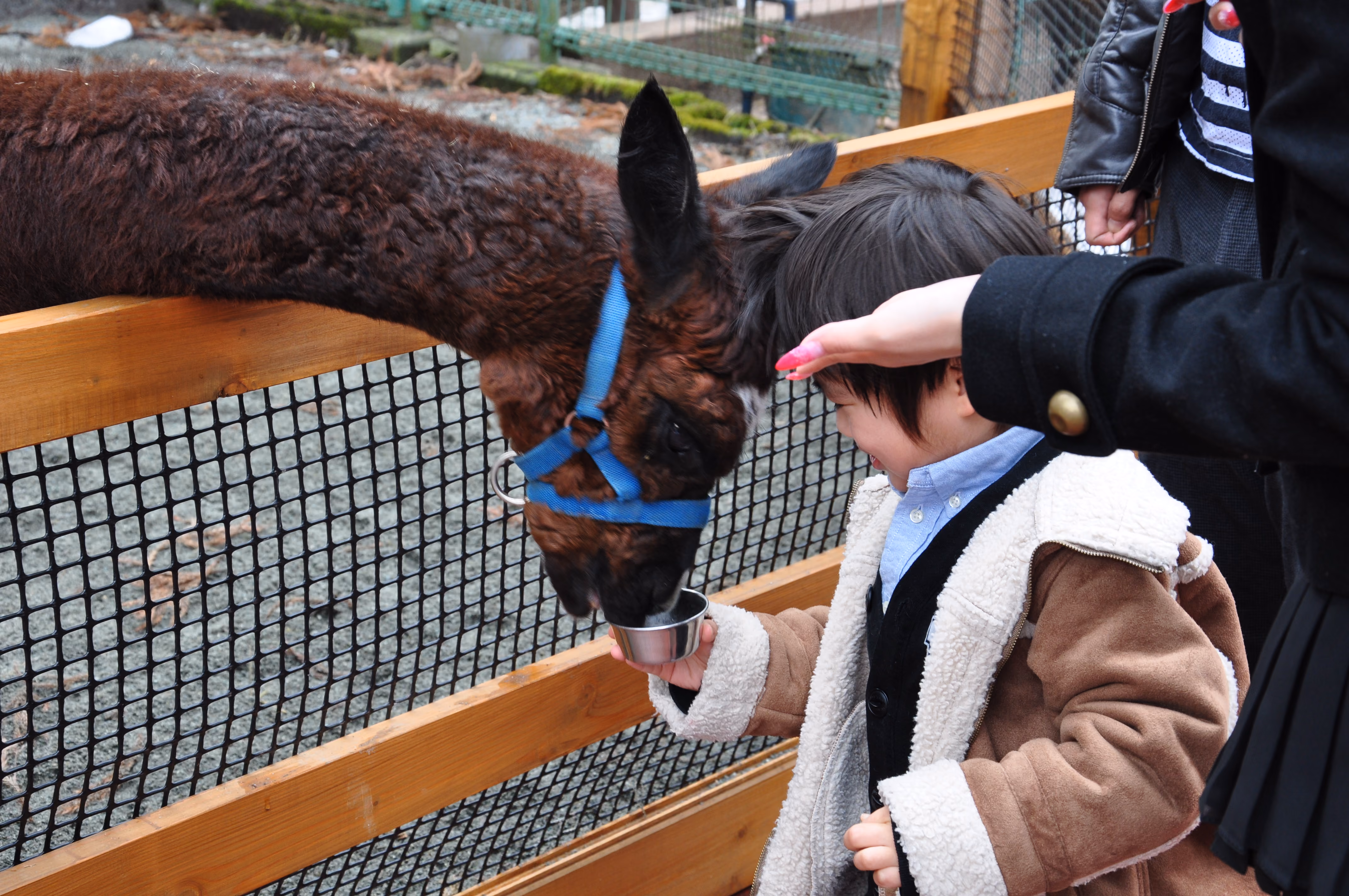 A child feeding an alpaca from a metal cup at a fence