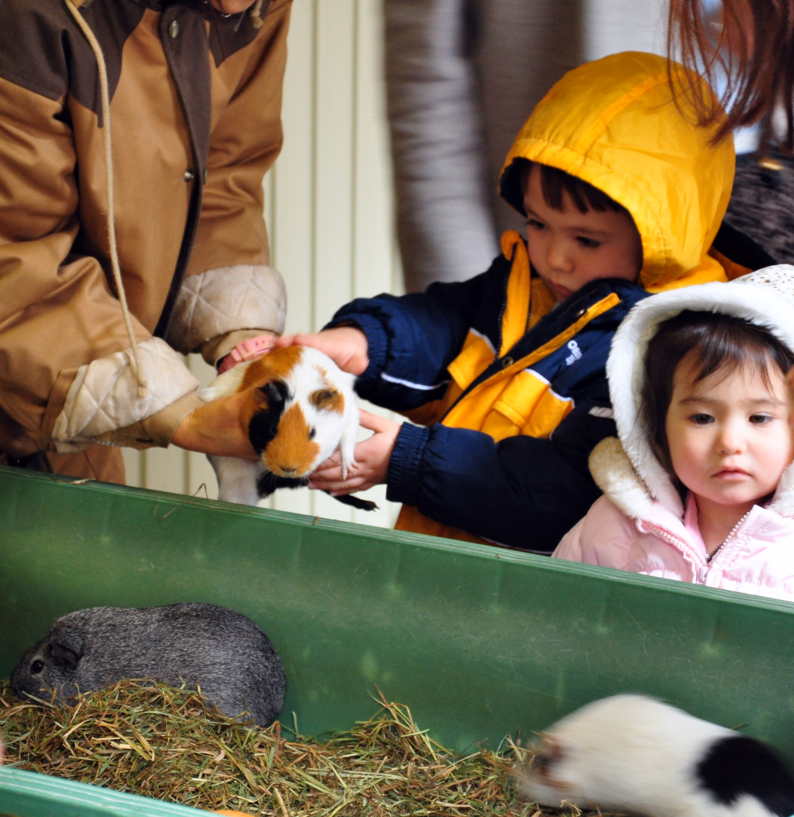 Children petting guinea pigs in a hay-lined petting pen