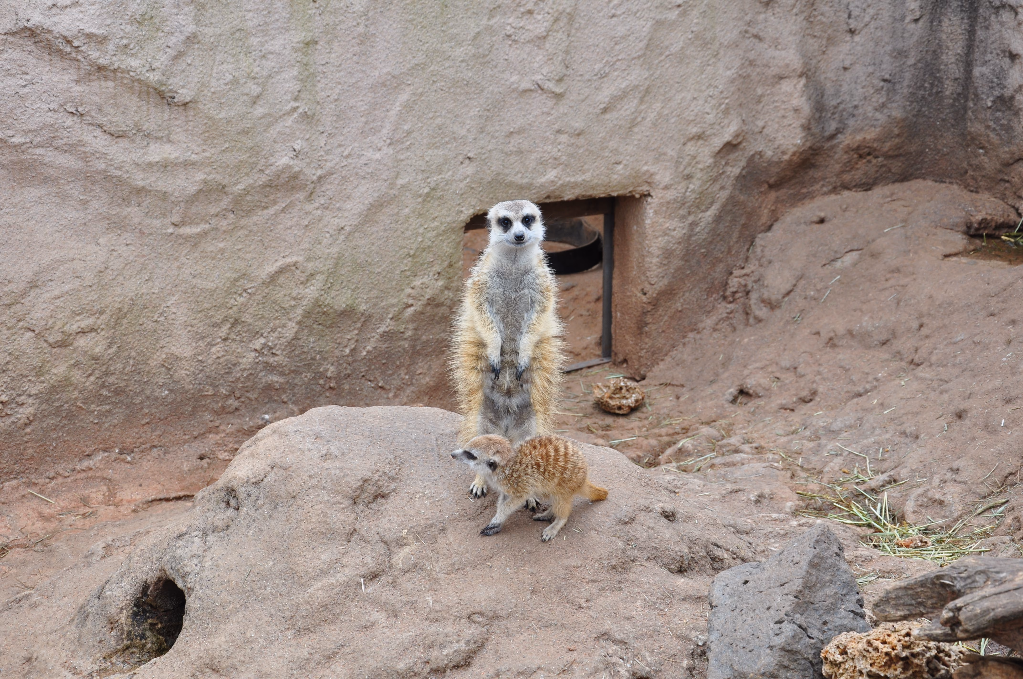 A meerkat standing upright on a rock while a smaller meerkat approaches below