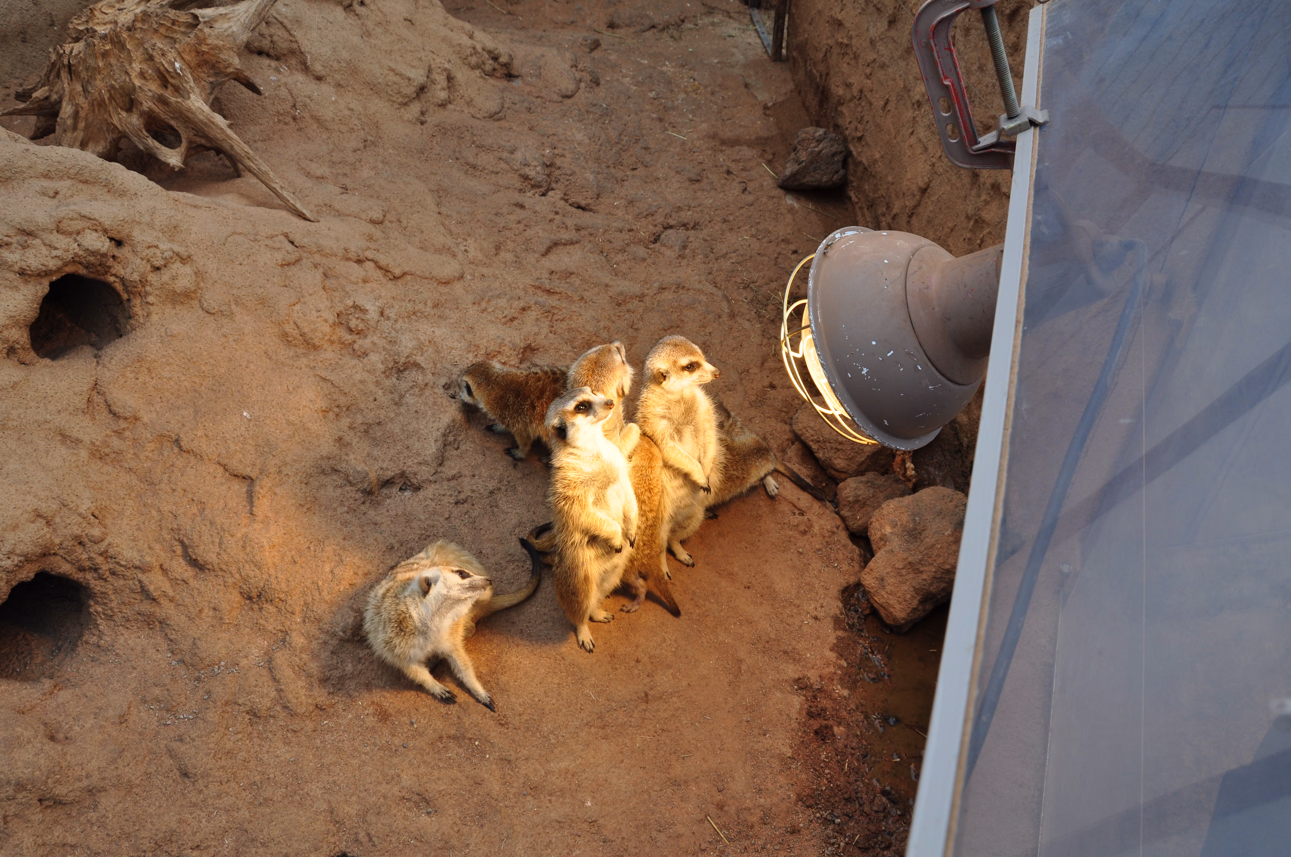 A group of meerkats huddled together under a heat lamp