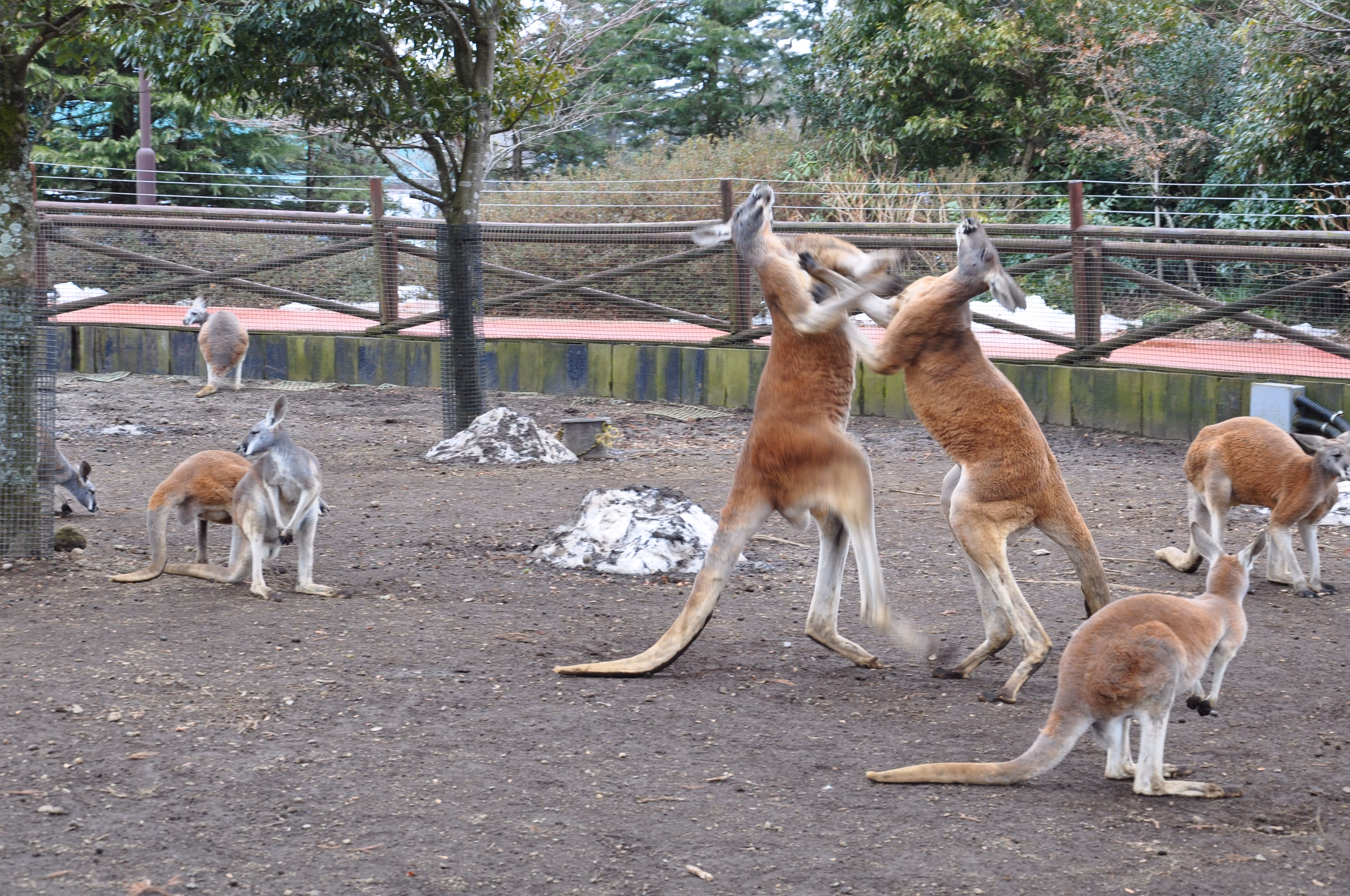 Two red kangaroos sparring on their hind legs, with other kangaroos watching nearby