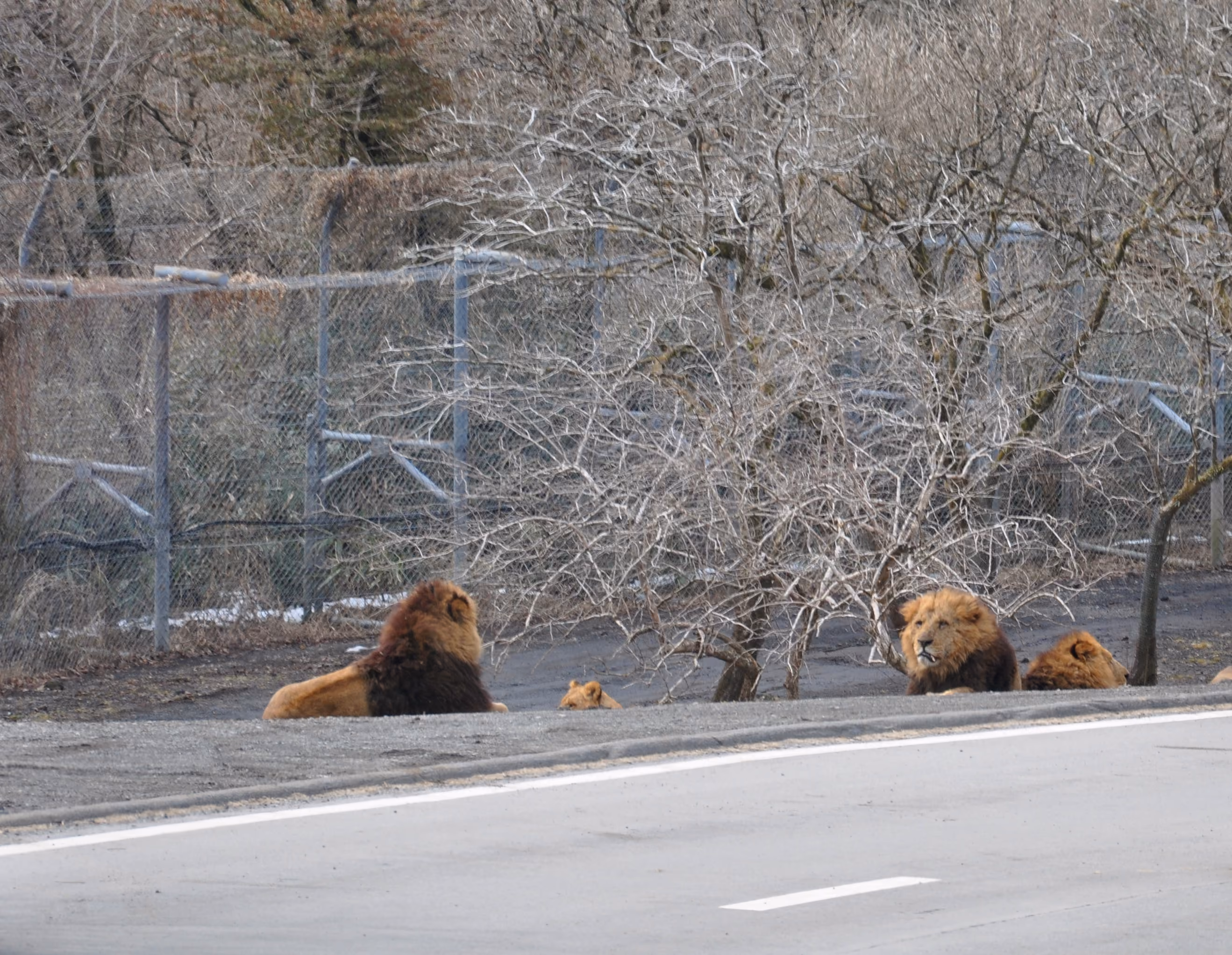 A pride of lions resting across a road inside the safari park