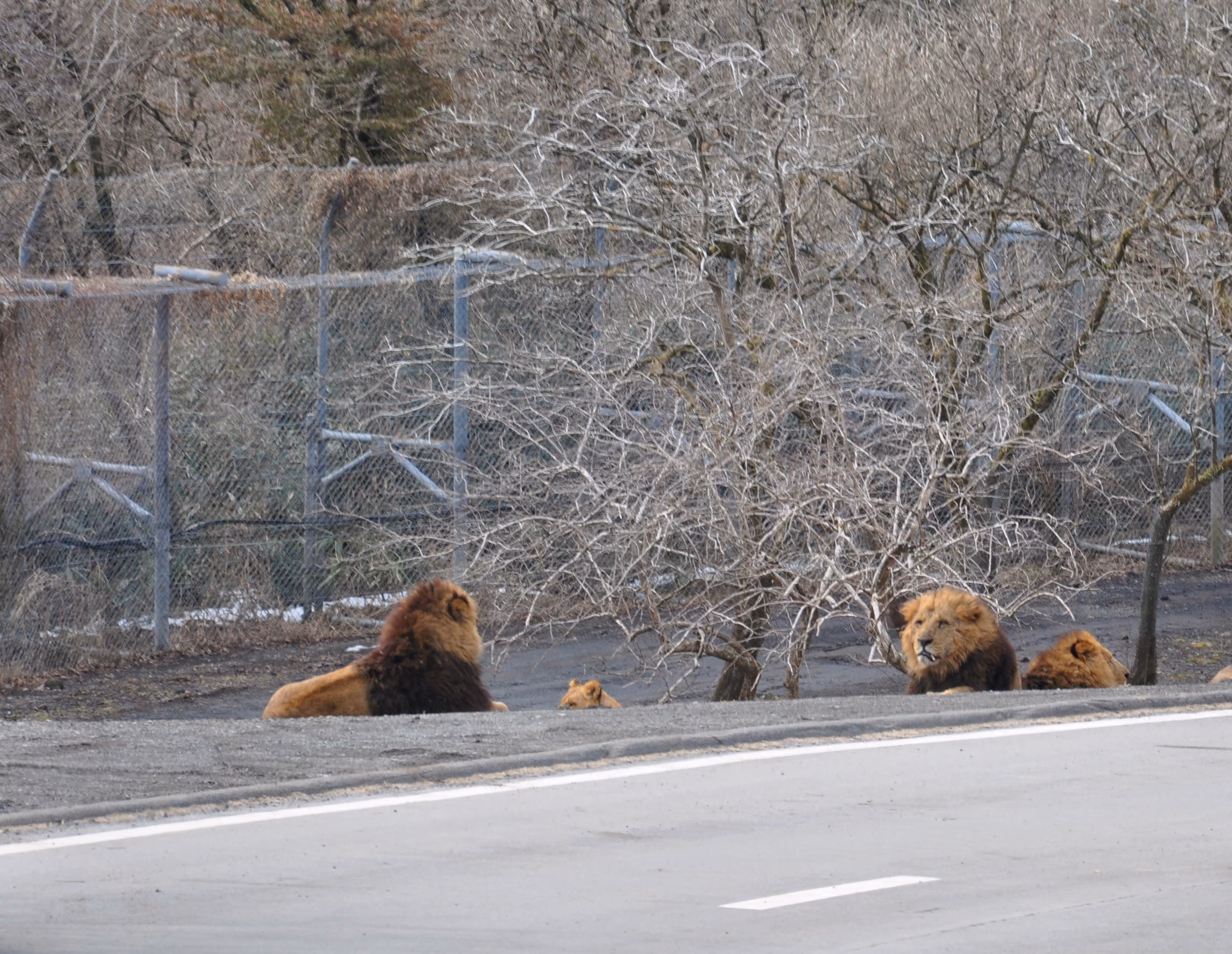 A pride of lions resting across a road inside the safari park