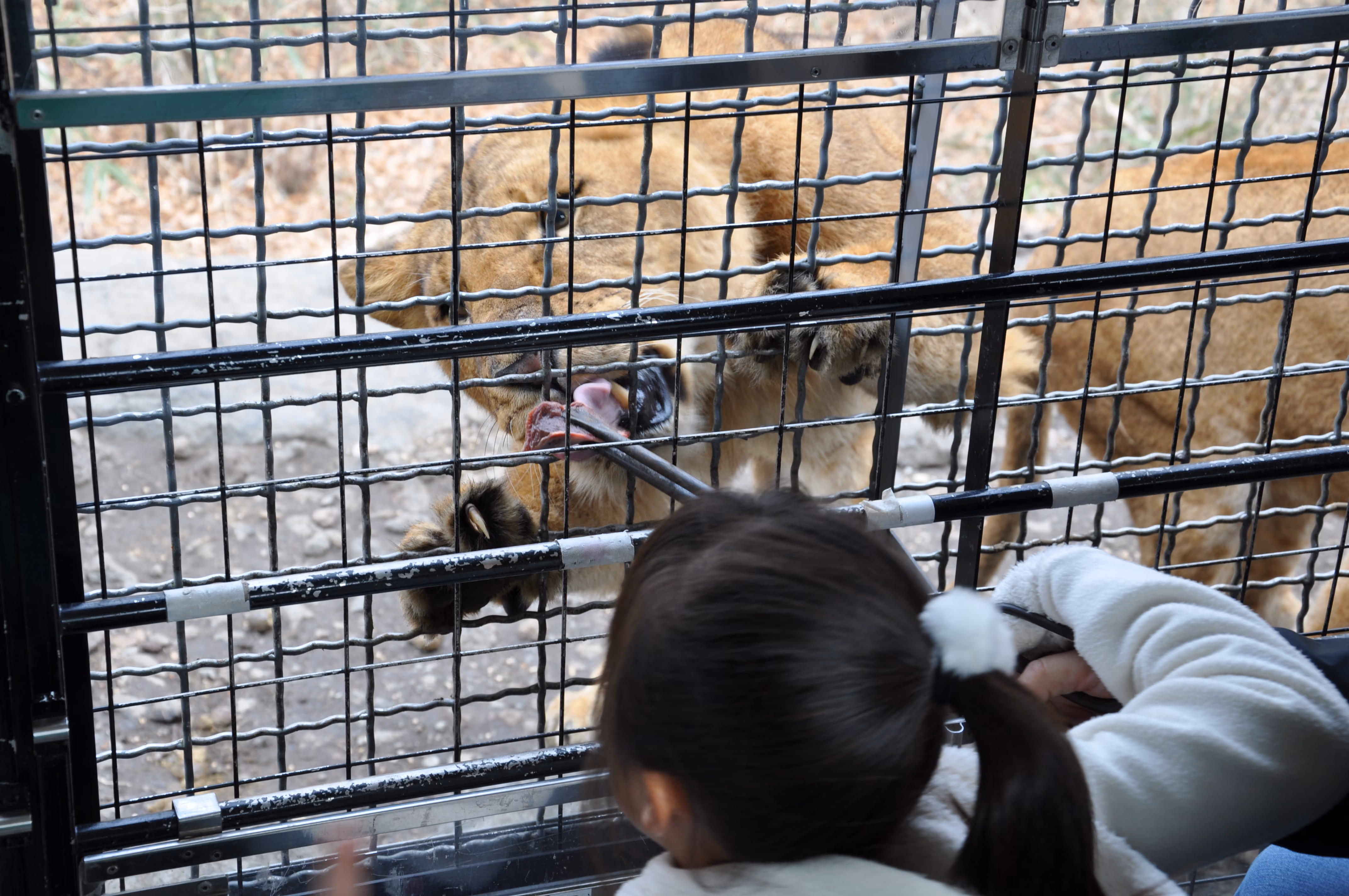 A lion taking meat through a caged tour vehicle window