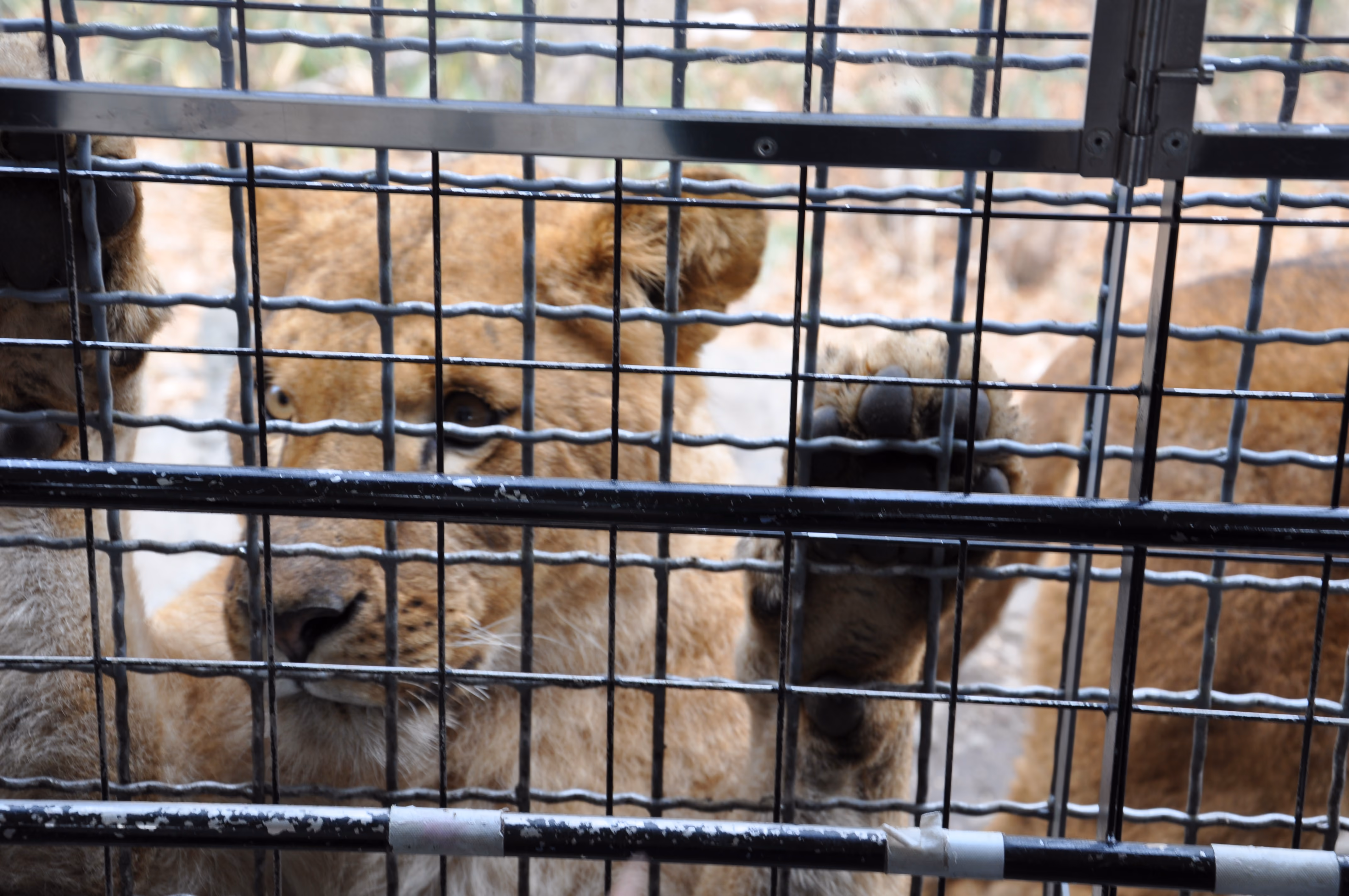 A lion's face and paw pressed against wire viewing mesh
