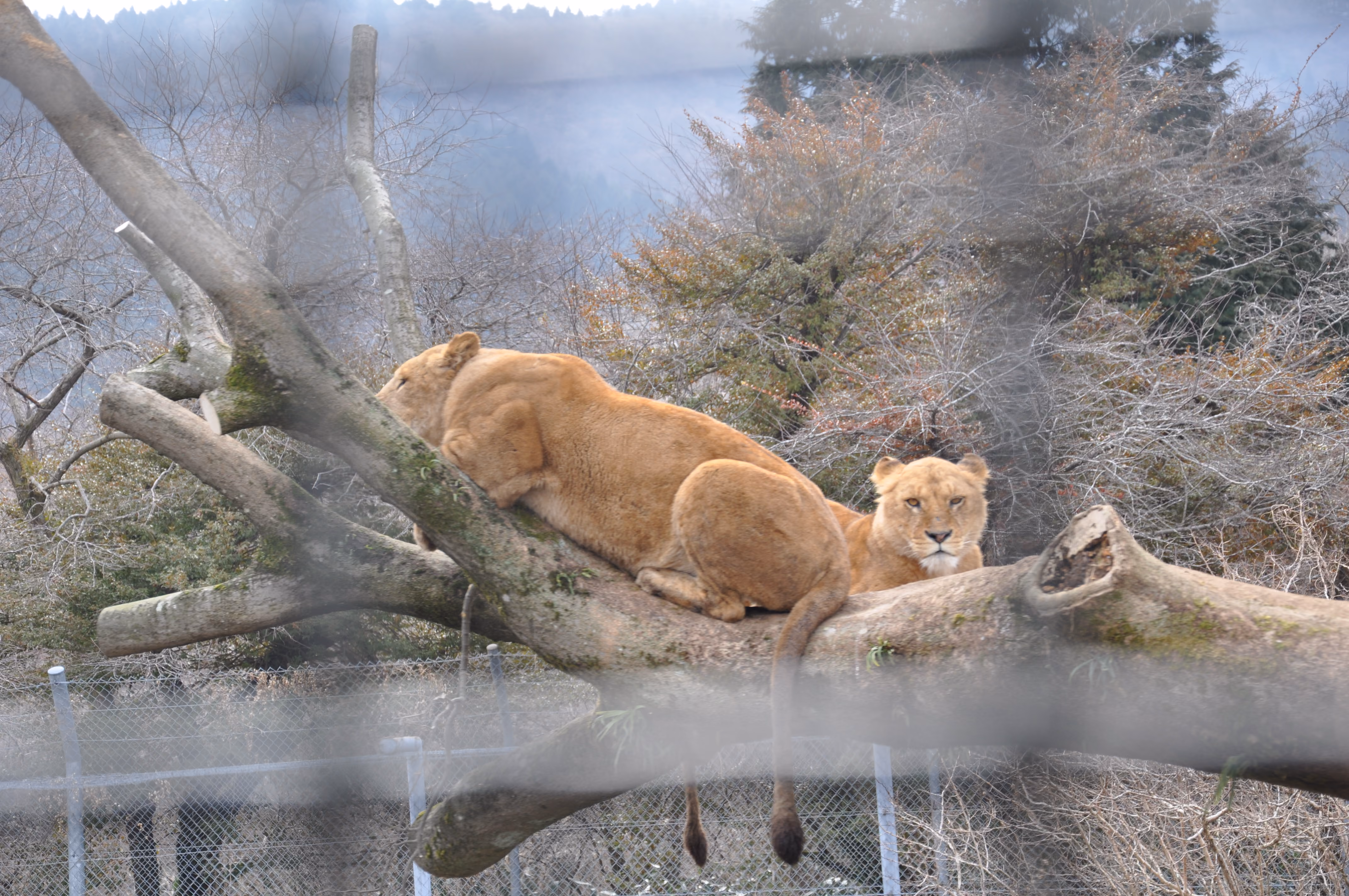 Two lionesses resting on a fallen tree branch