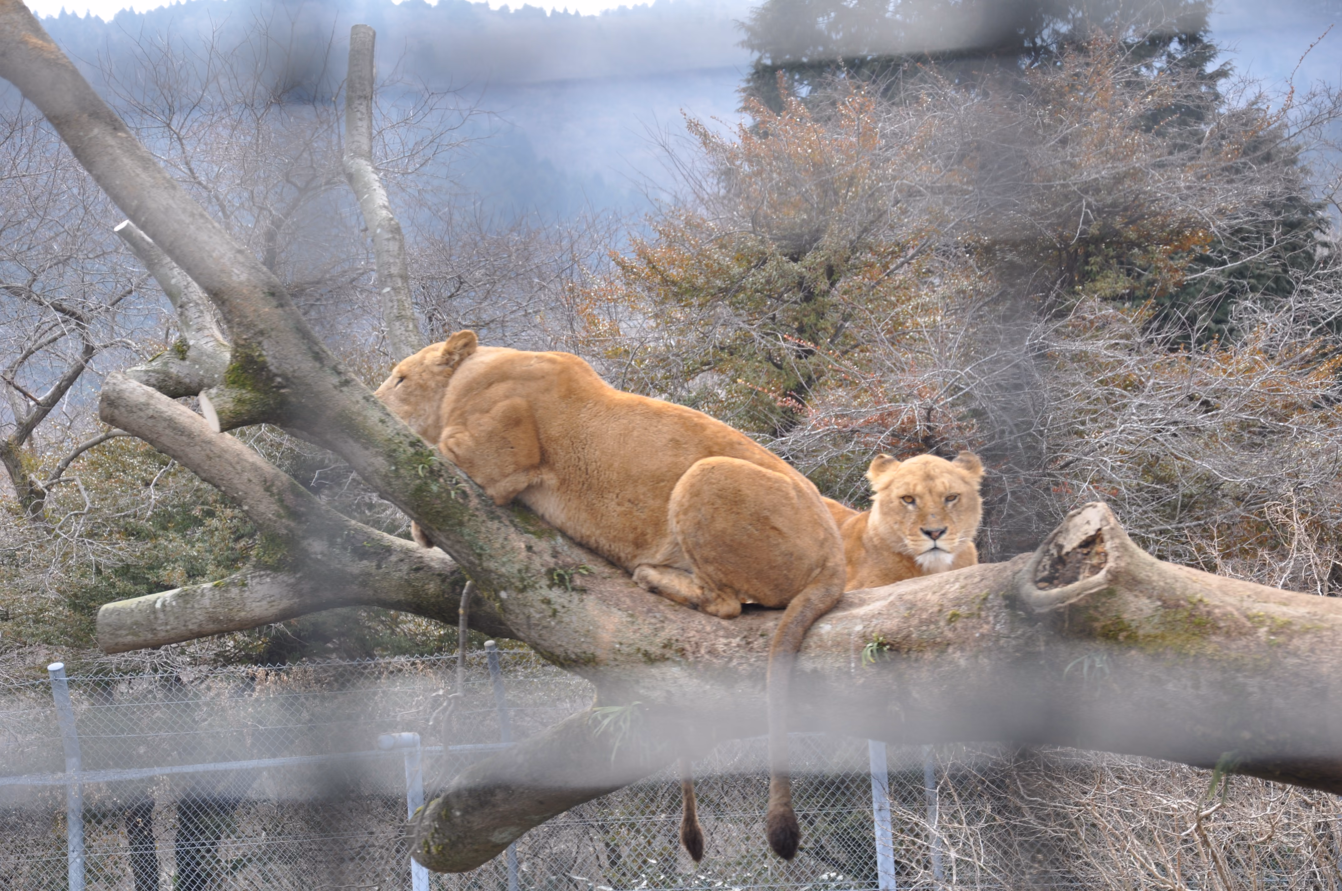 Two lionesses resting on a fallen tree branch