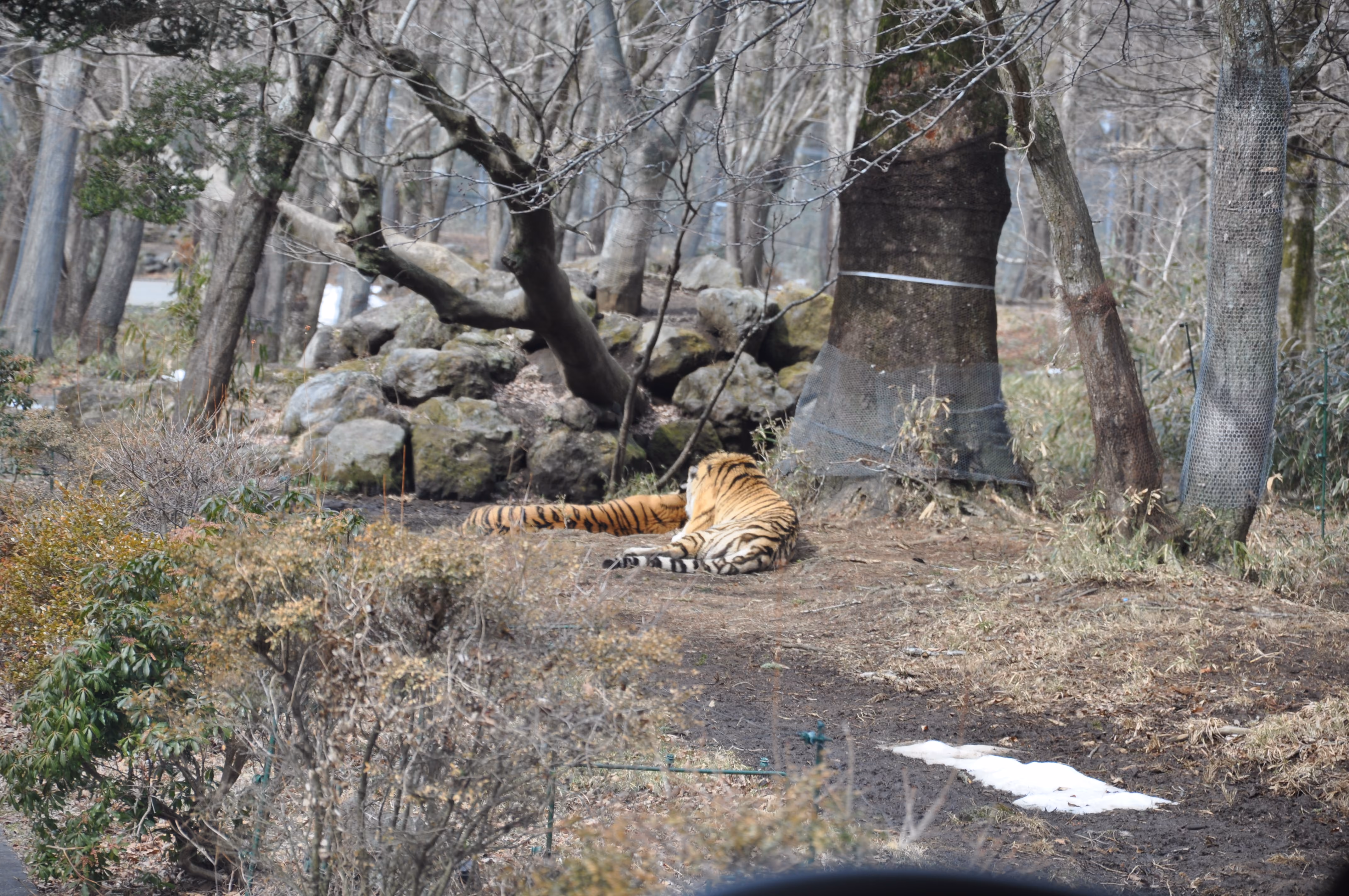 A tiger resting on the ground in a wooded enclosure with patches of snow