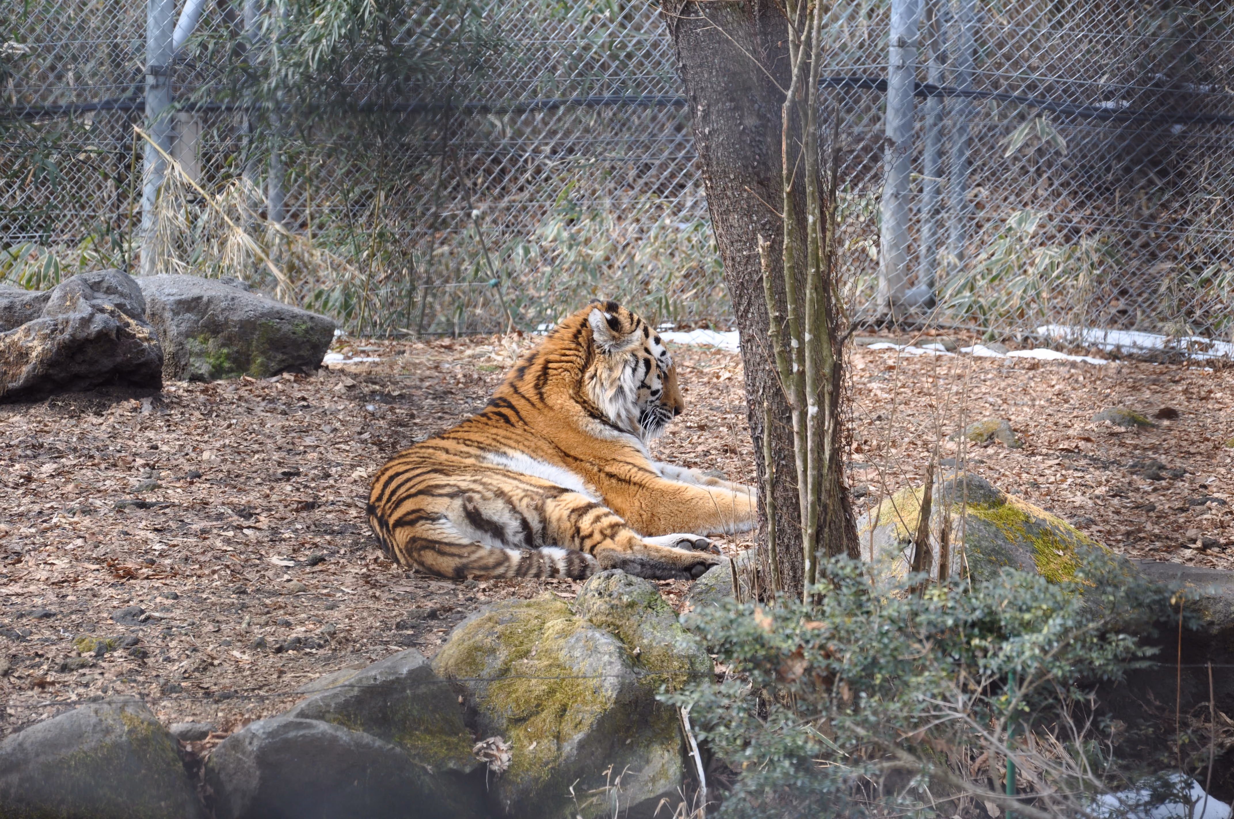 A tiger lounging on the ground near a chain-link fence and trees
