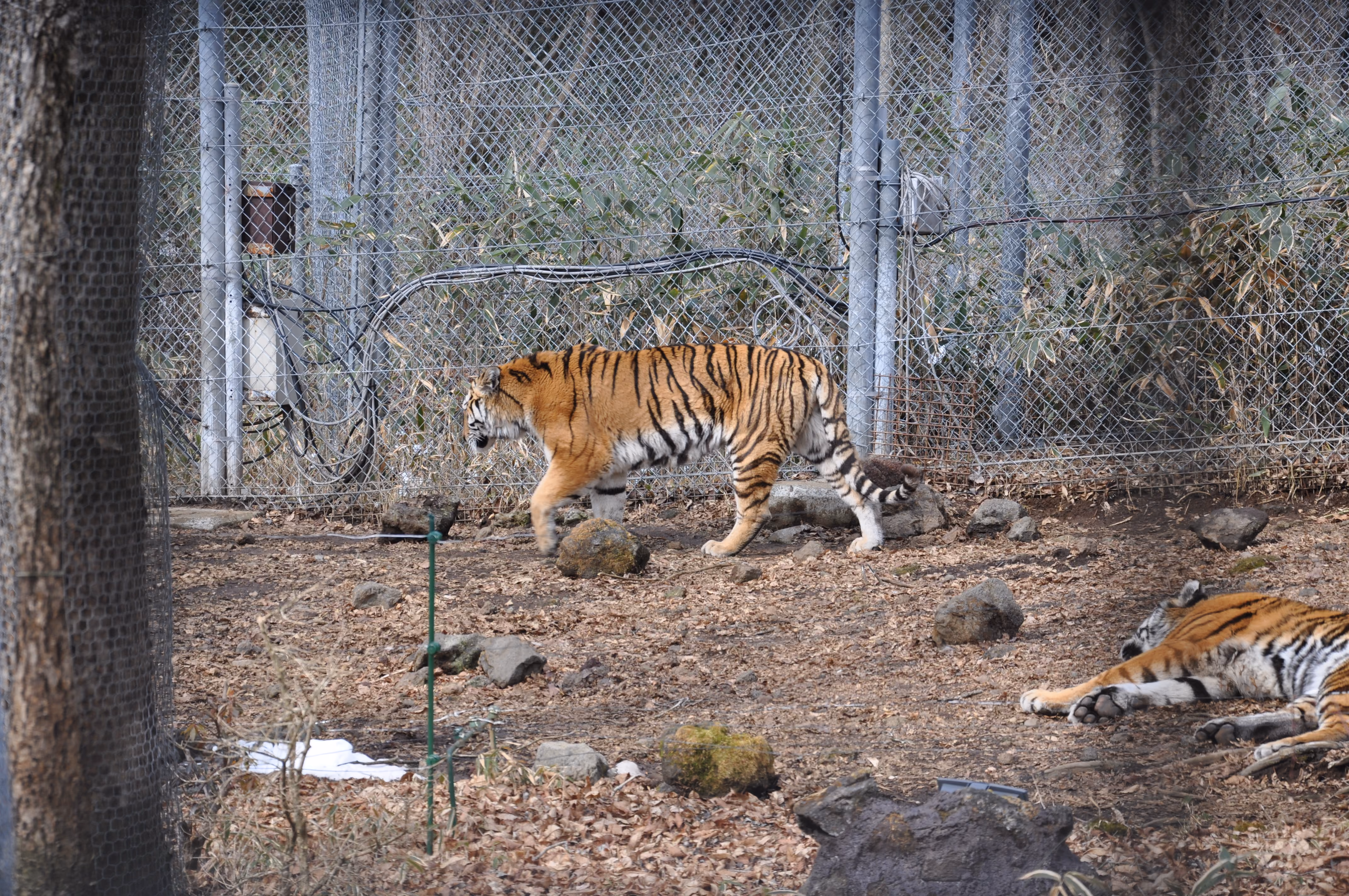 A tiger walking through a wooded enclosure, with another tiger resting in the background