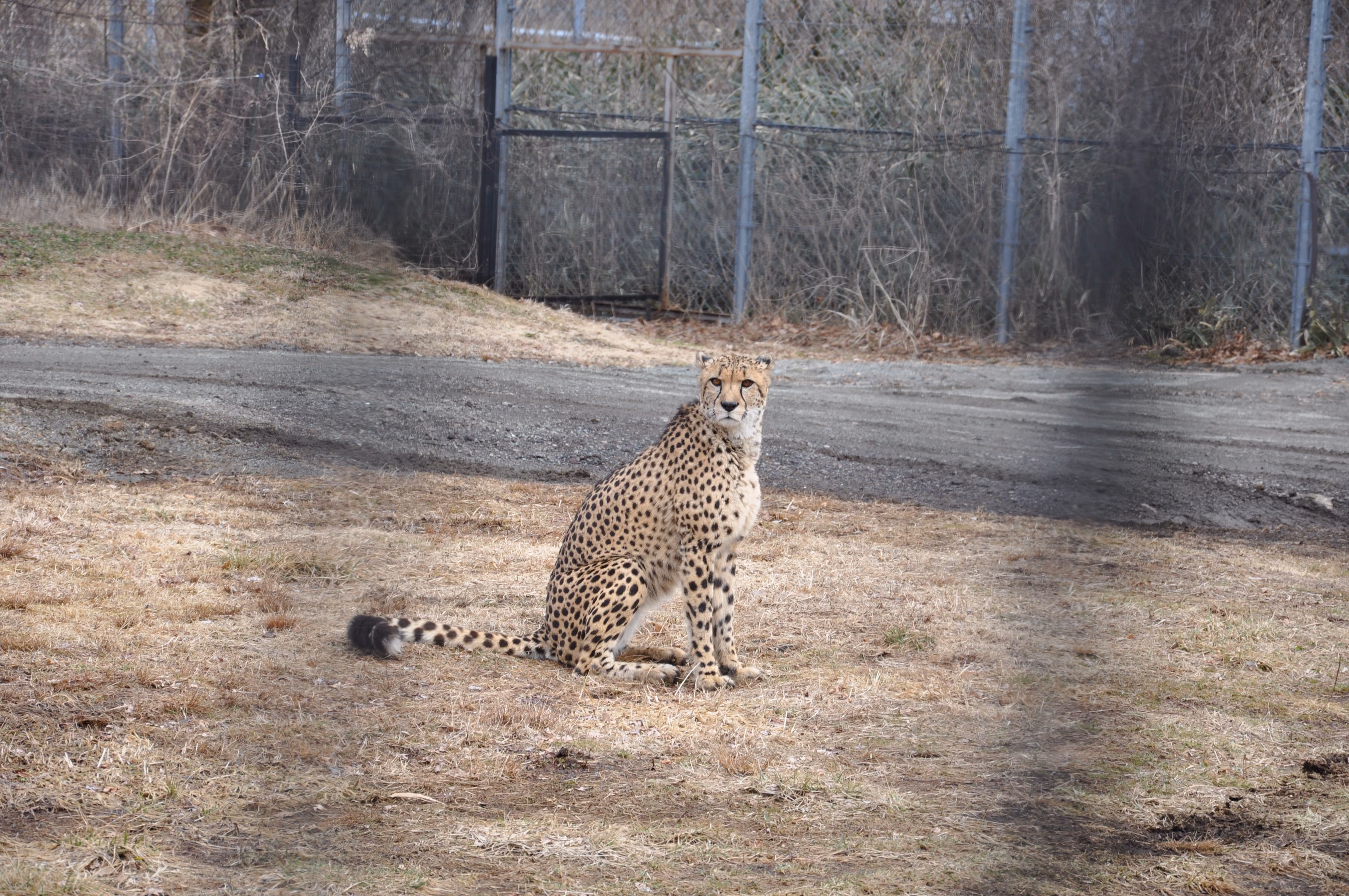 A cheetah sitting on a dirt road inside the safari park