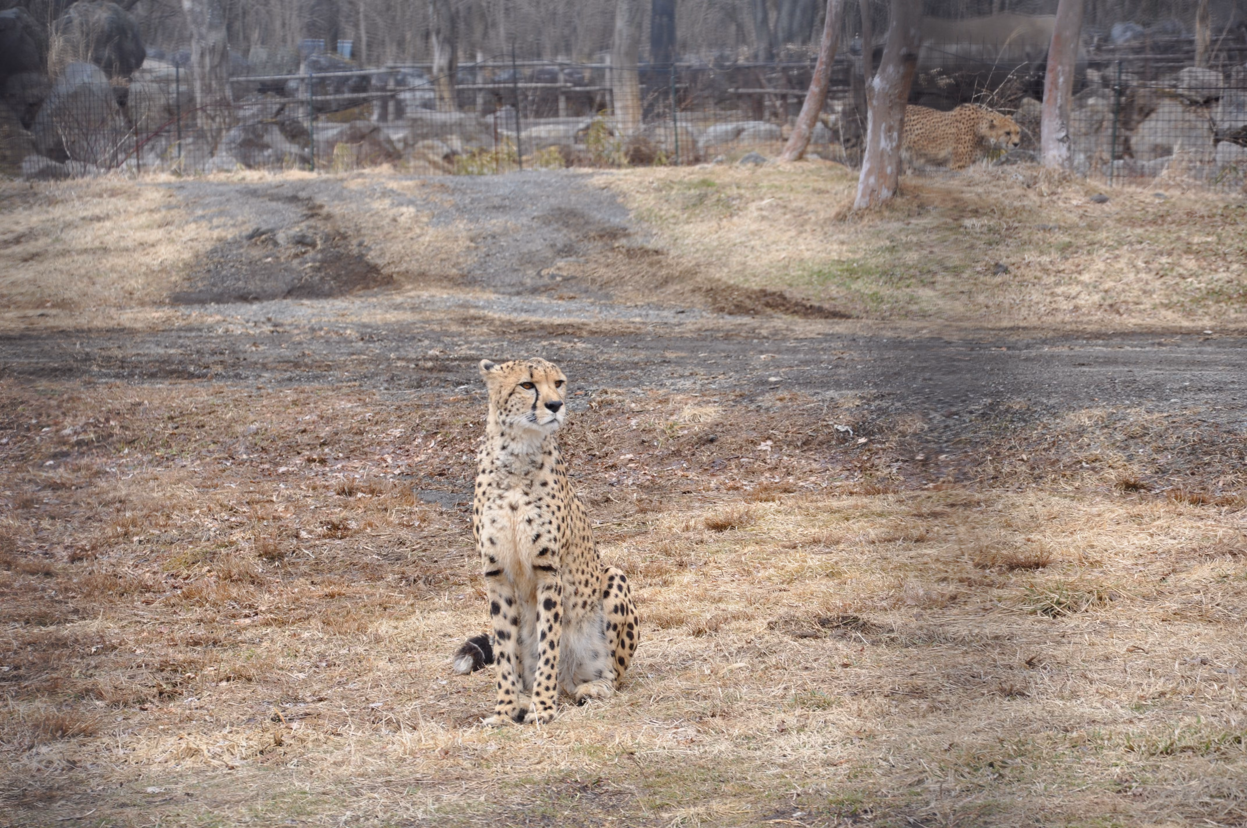 A cheetah sitting in the foreground with a second cheetah walking among trees in the background
