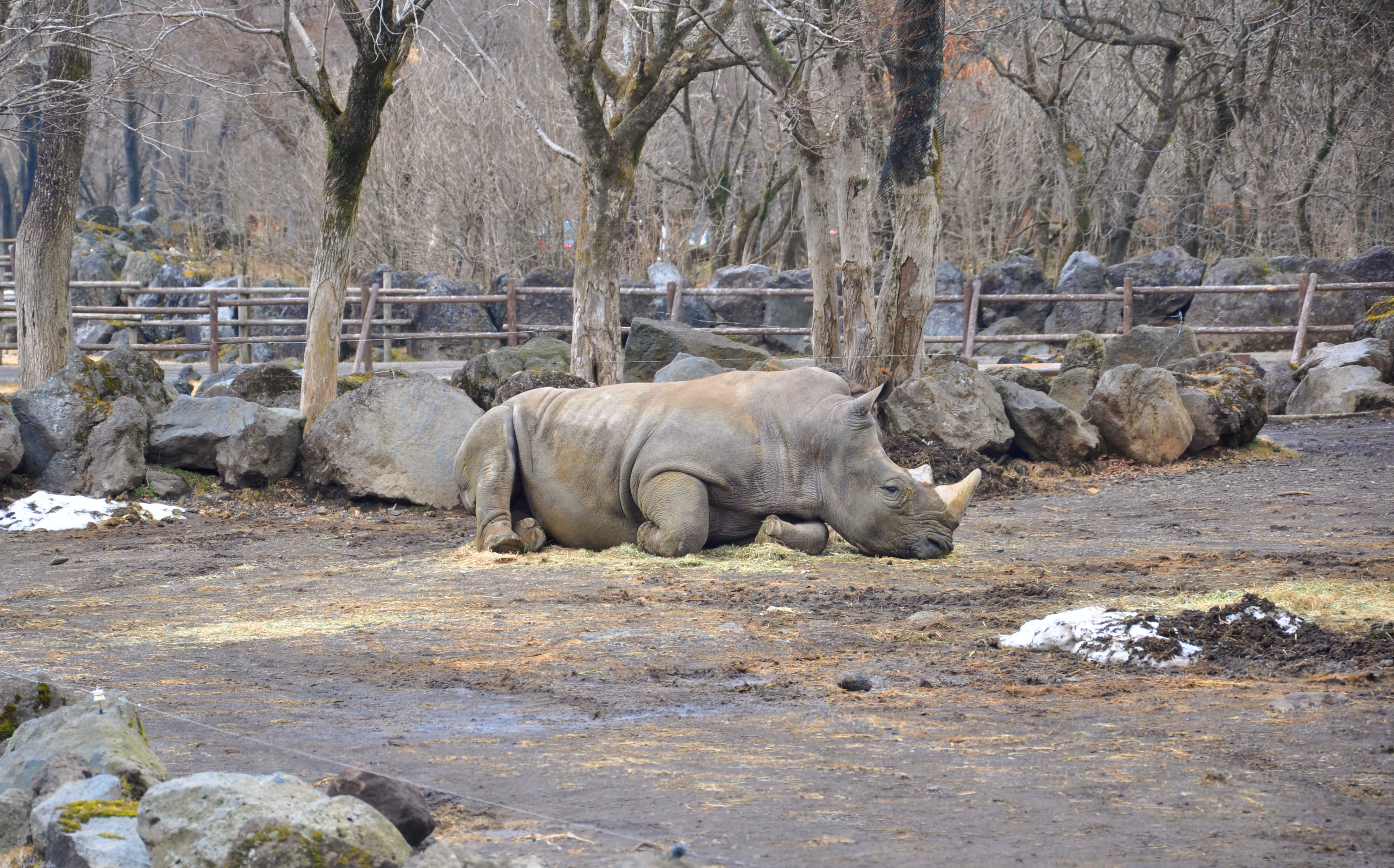 A white rhino resting on the ground near rocks, with patches of snow nearby