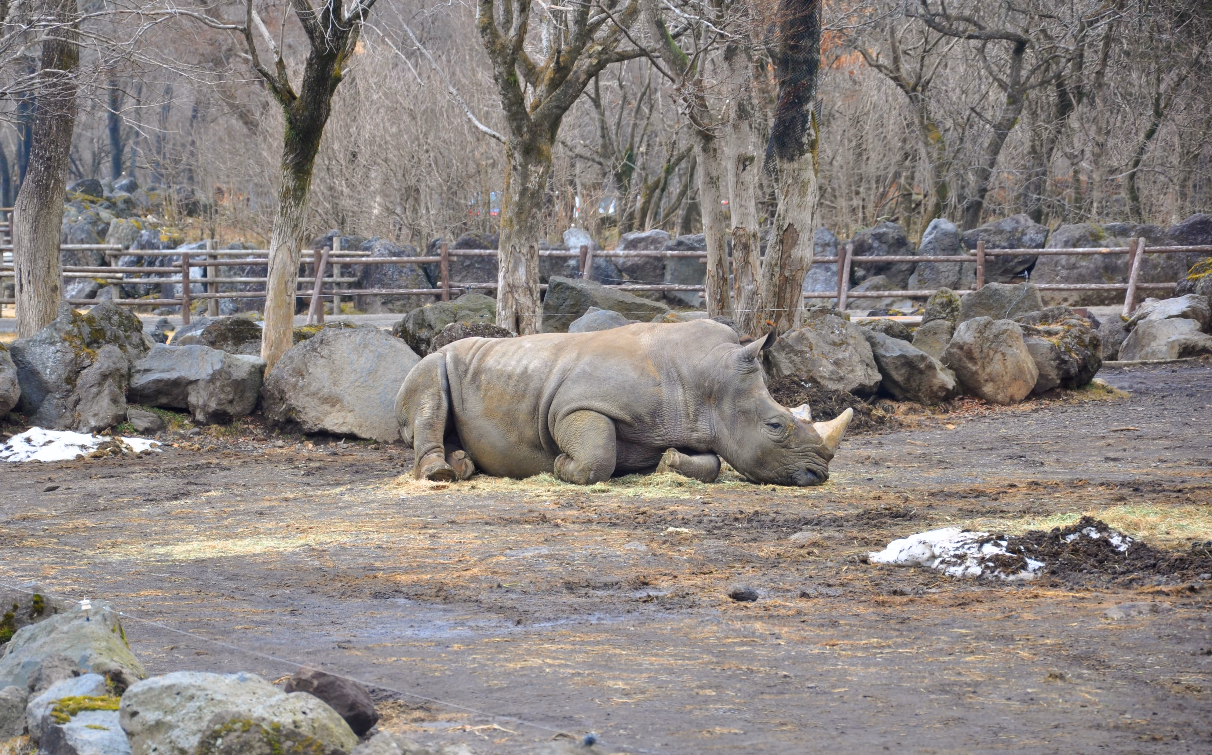 A white rhino resting on the ground near rocks, with patches of snow nearby