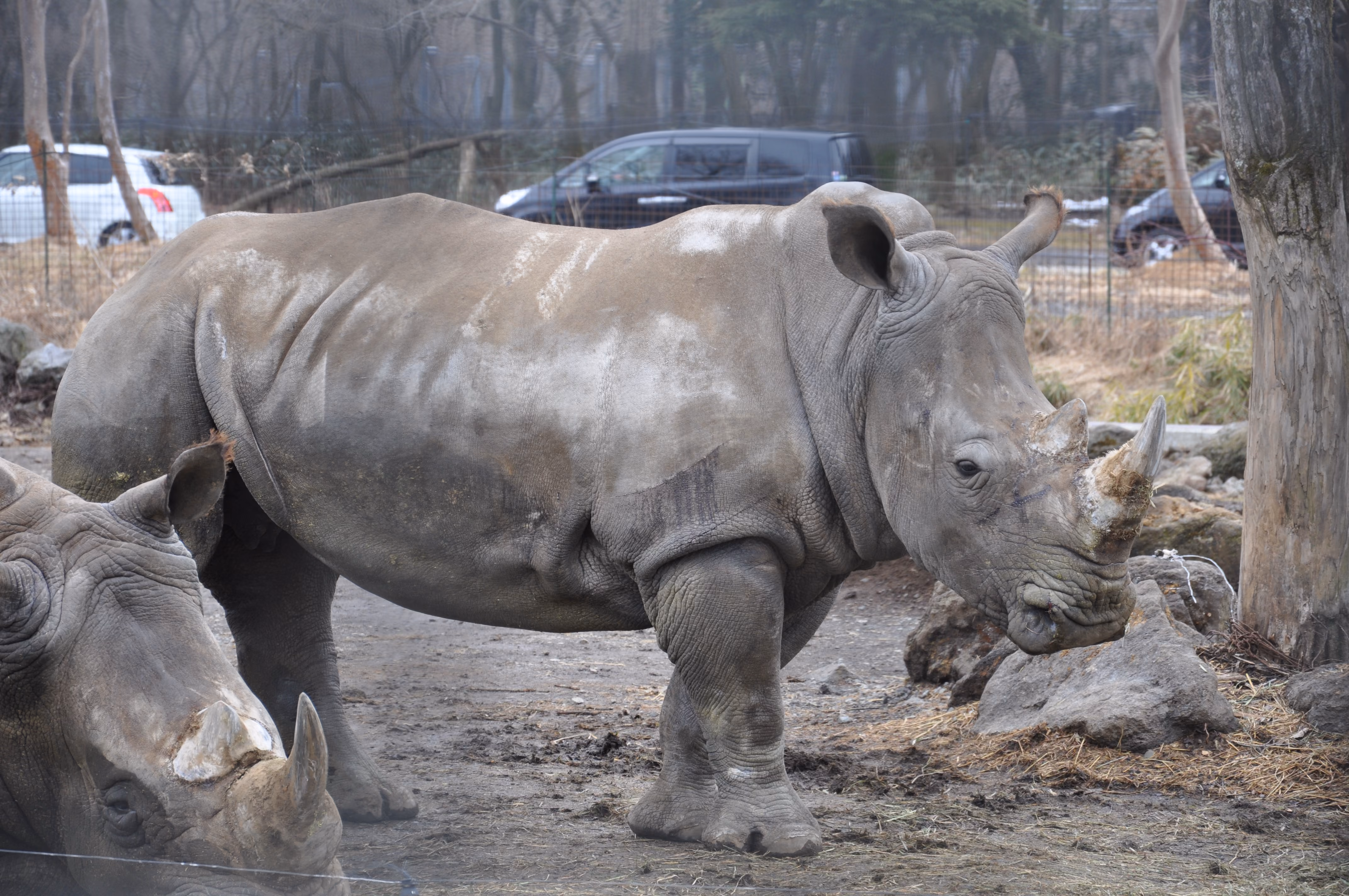 Two white rhinos standing close together, with tour vehicles visible in the background