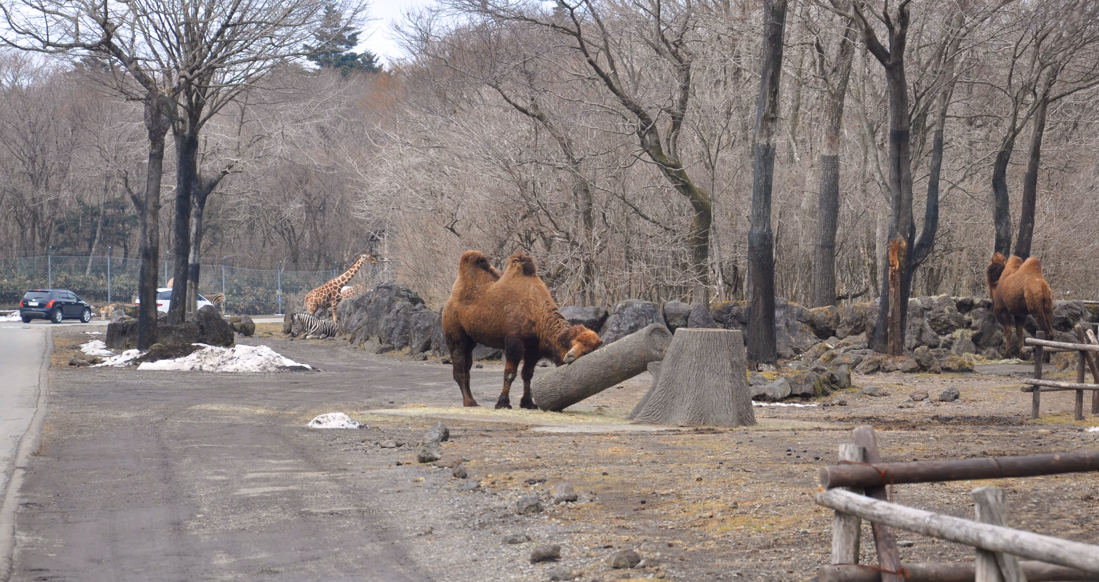 A Bactrian camel in the foreground with a giraffe and zebra visible in the background