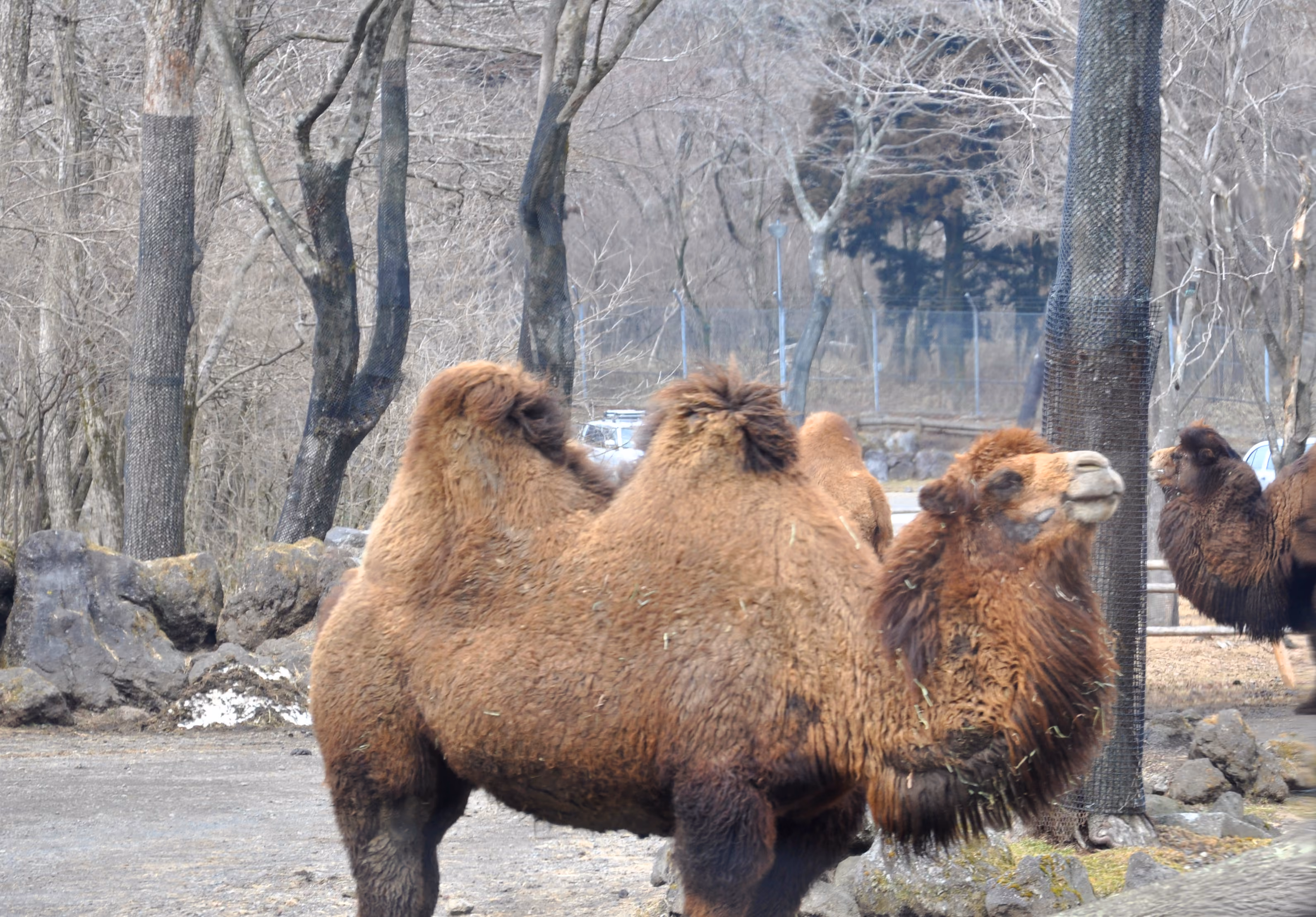 Close view of two-humped Bactrian camels