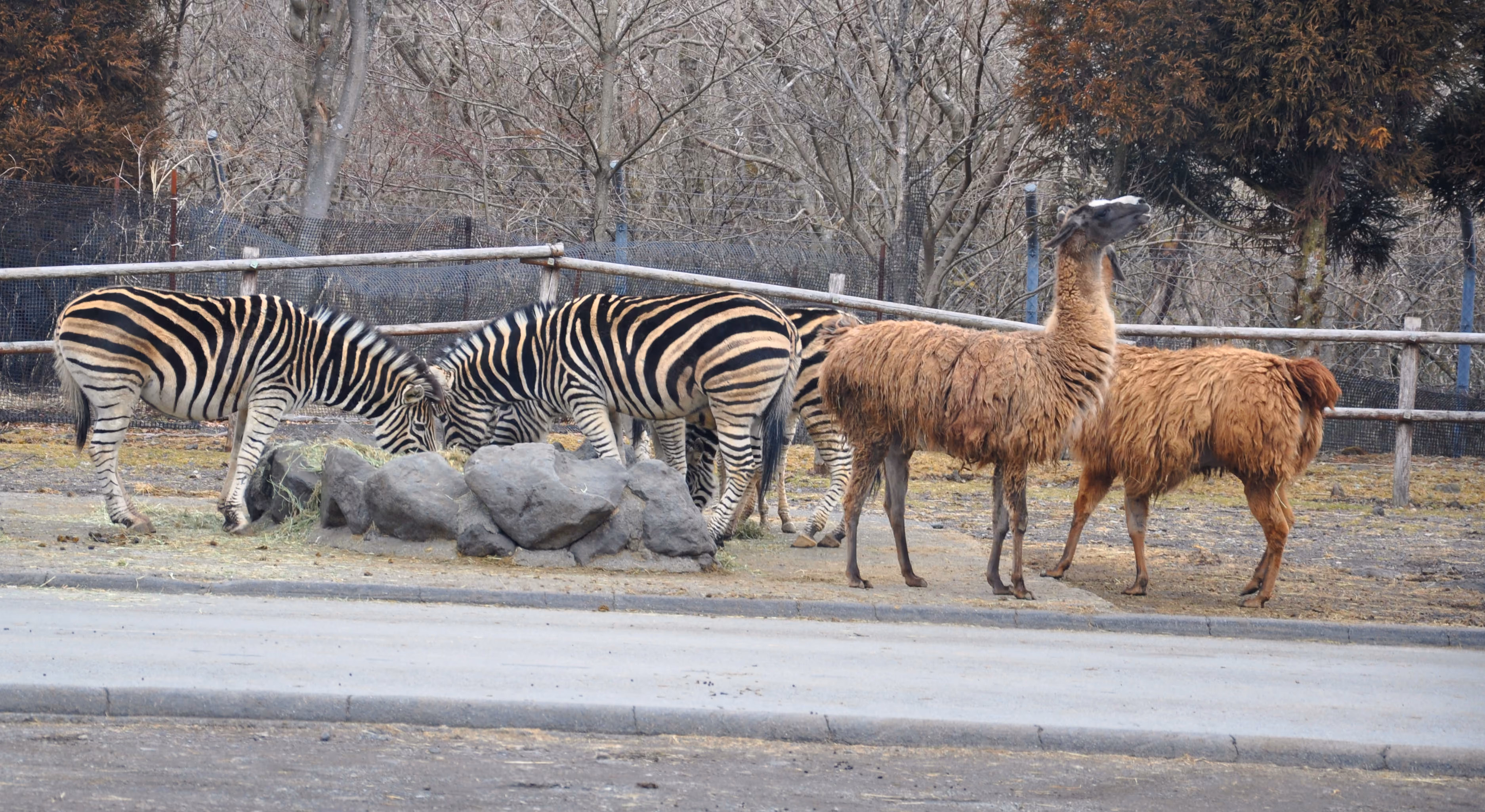 Zebras grazing next to llamas along a park road
